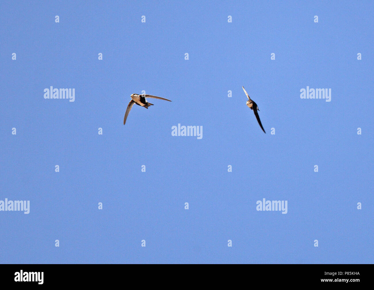 Bianco-throated Swift (Aeronautes saxatalis saxatalis) come tutti i rondoni, essi utilizzano le loro gambe corte solo per aggrappati a superfici verticali o fili di un Foto Stock