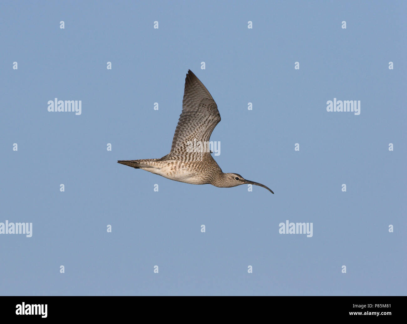 Regenwulp vliegend trekkend in blauwe lucht. Whimbrel battenti migrazione contro il cielo blu Foto Stock