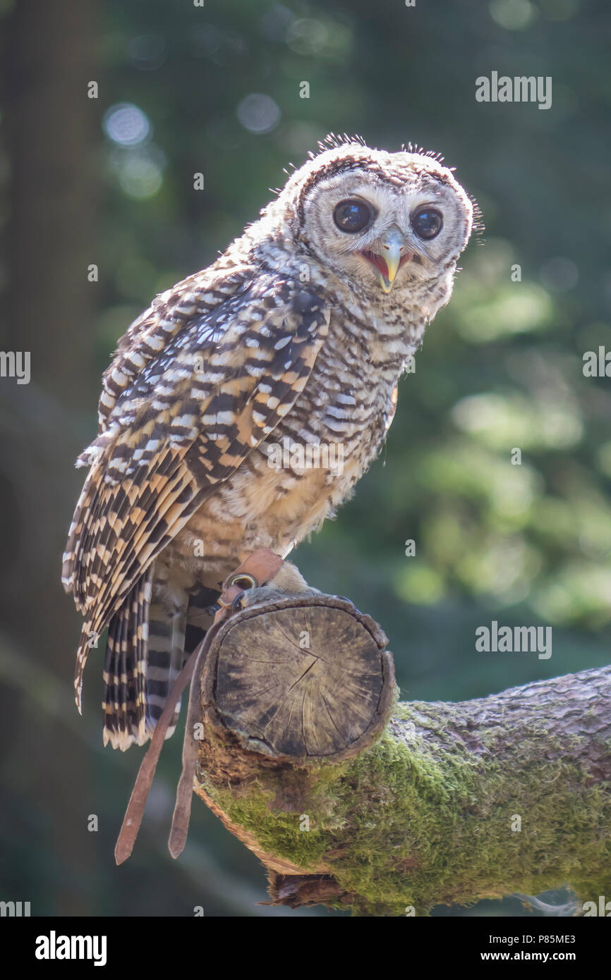 Chaco Owl Foto Stock