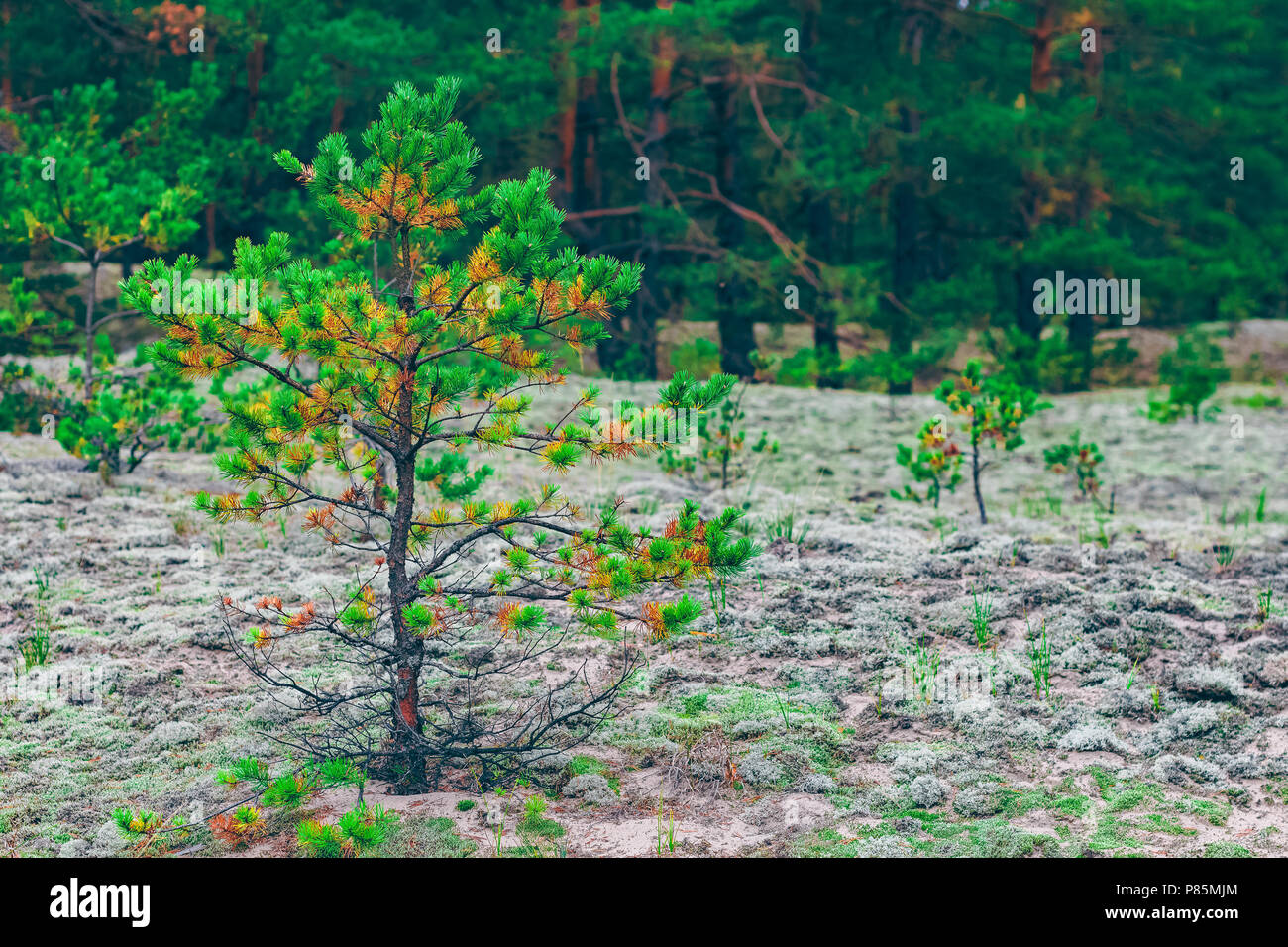 La splendida natura. Europa Centrale della foresta di pini. Verde paesaggio Foto Stock