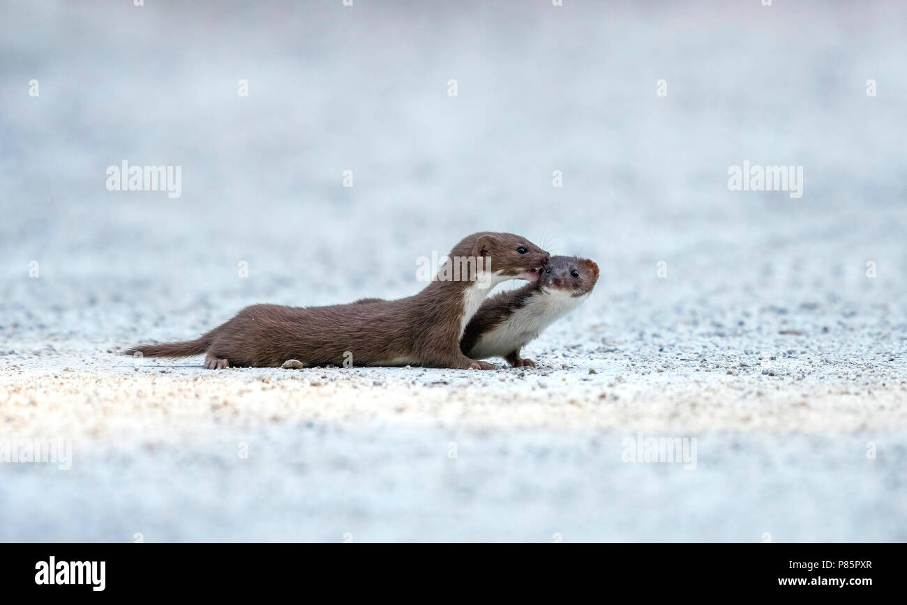 Due almeno donnola in allerta su una strada vicino a un lago, Tervuren, Belgio. Giugno 2017. Foto Stock