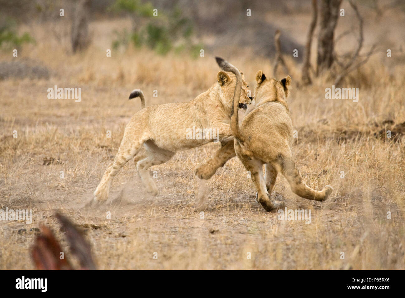 Vechtende jonge Afrikaanse Leeuwen; lotta contro i giovani leoni africani Foto Stock