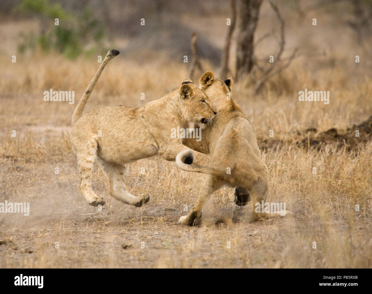 Vechtende jonge Afrikaanse Leeuwen; lotta contro i giovani leoni africani Foto Stock