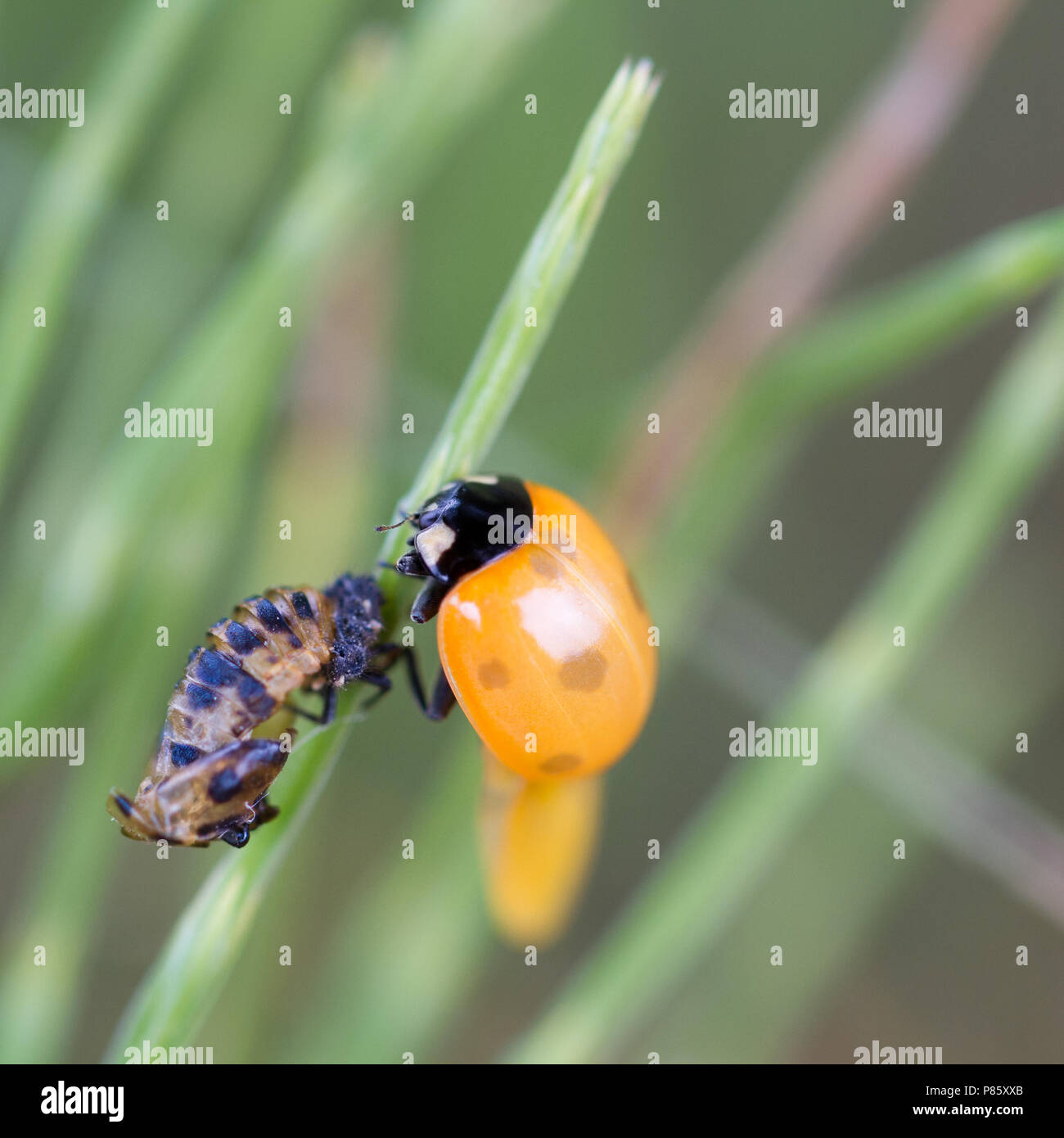 Regno Unito Fauna selvatica: sette-spot ladybird (Coccinella septempunctata) recentemente emerse e asciugatura accanto alla sua vuota pupa shell nella fase finale di metamo Foto Stock