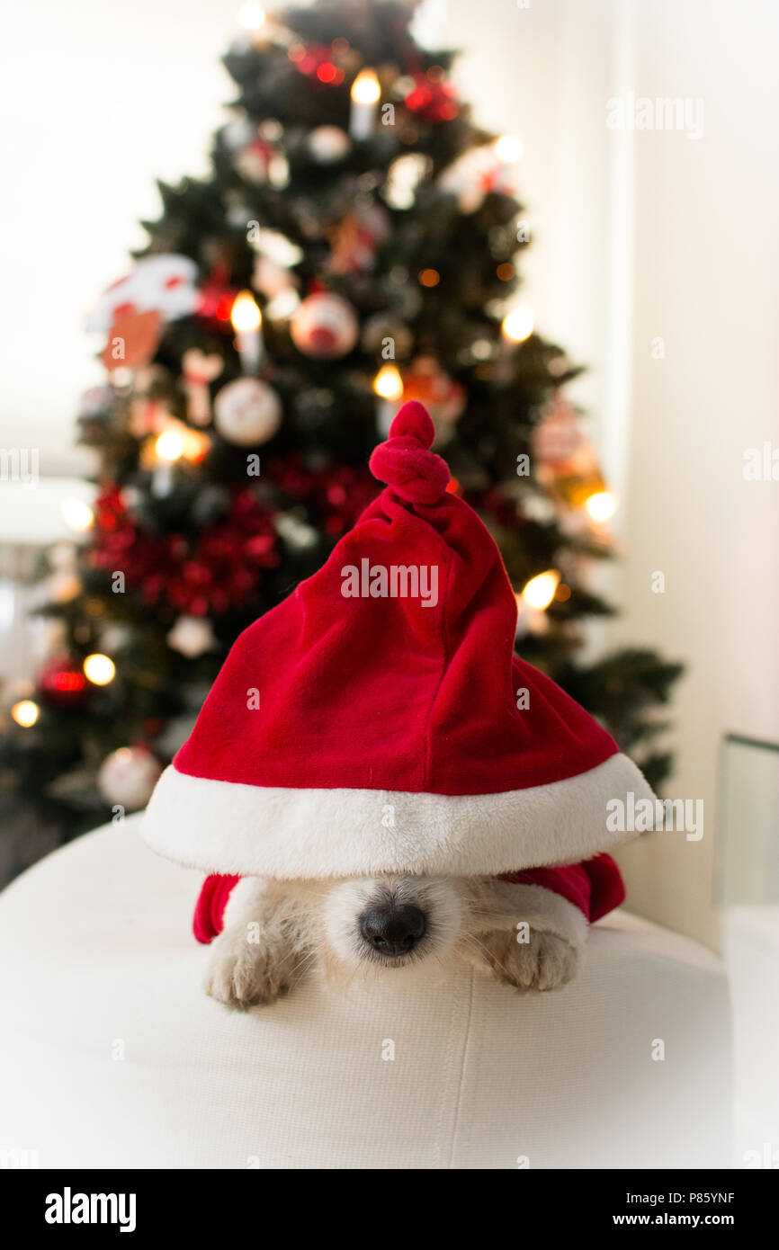 ADORABLE JACK RUSSELL CANE IN ROSSO SANTA NATALE HAT a copertura della sua testa e disteso sotto Natale luci ad albero Foto Stock