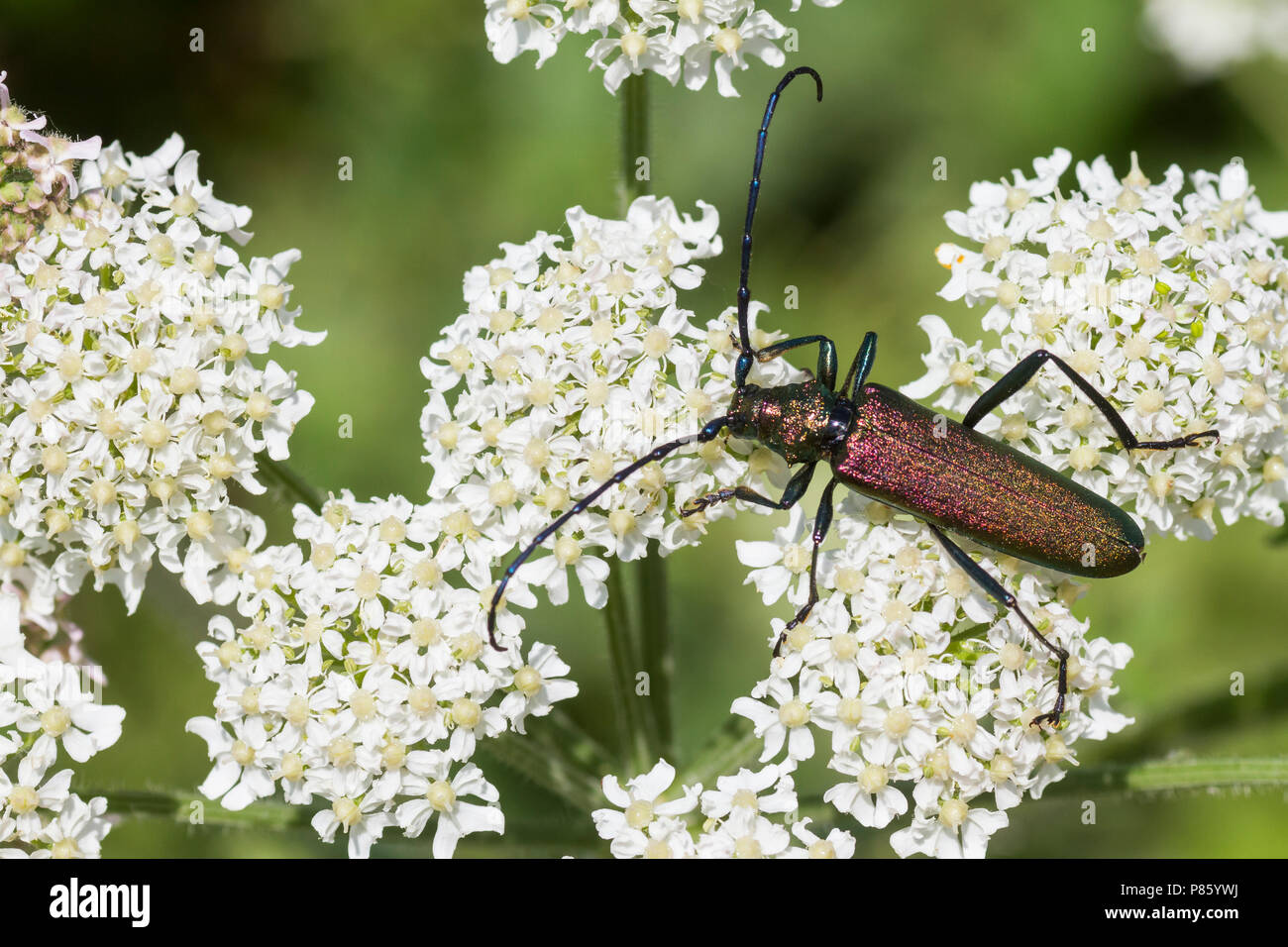 Aromia moschata - Muschio Beetle - Moschusbock, Germania, imago, maschio Foto Stock