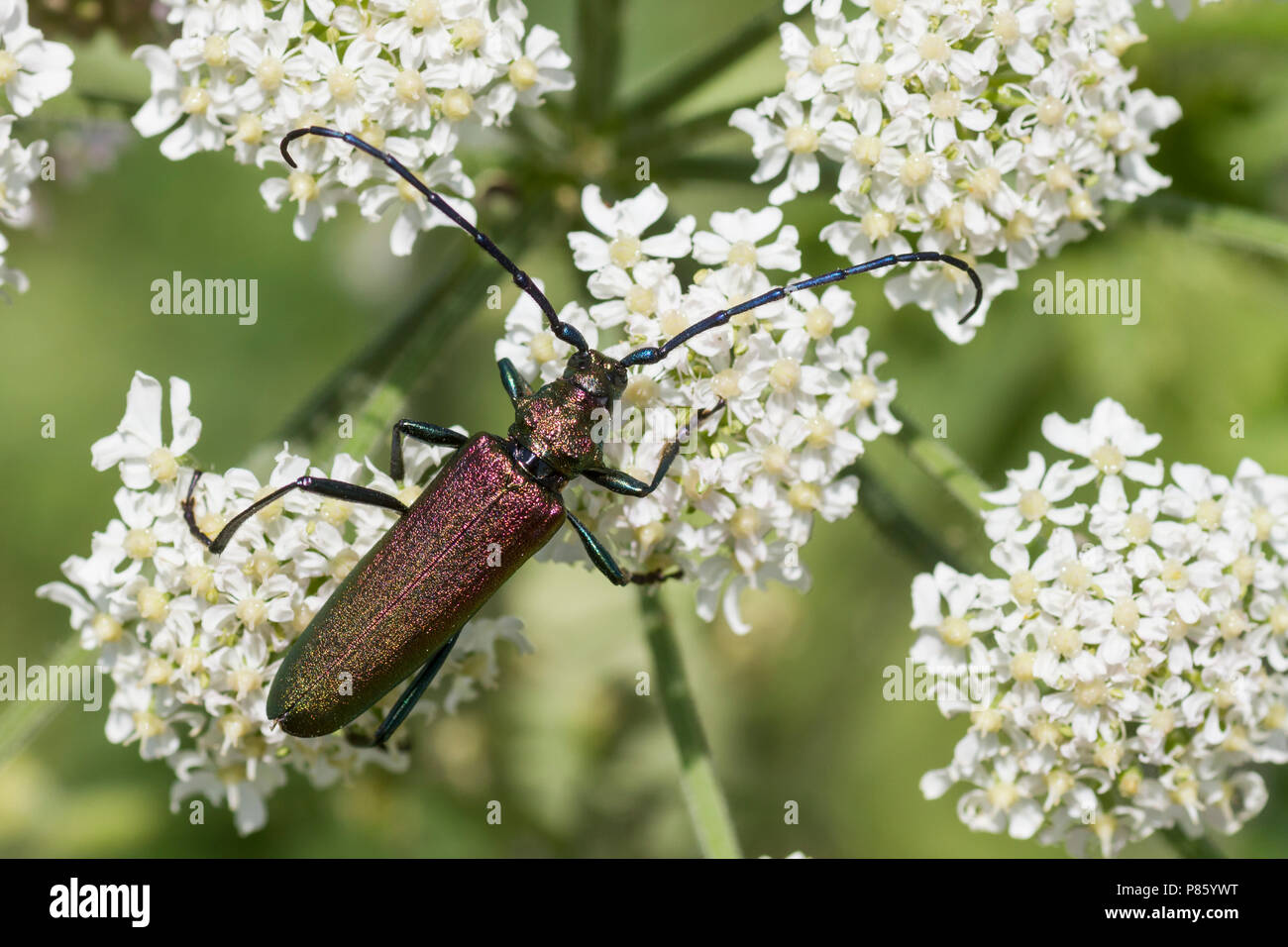 Aromia moschata - Muschio Beetle - Moschusbock, Germania, imago, maschio Foto Stock