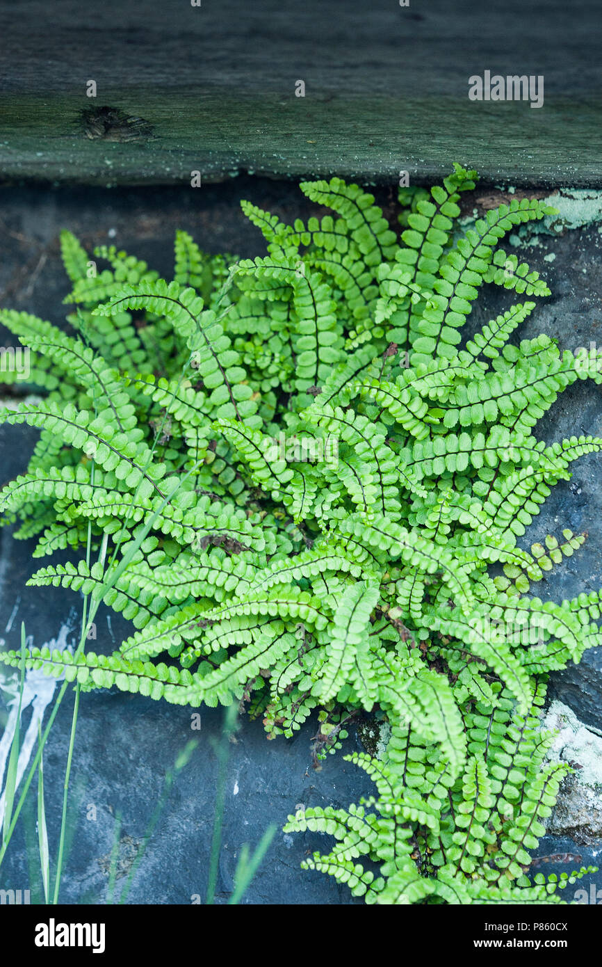 Steenbreekvaren, Maidenhair Spleenwort, Asplenium trichomanes Foto Stock