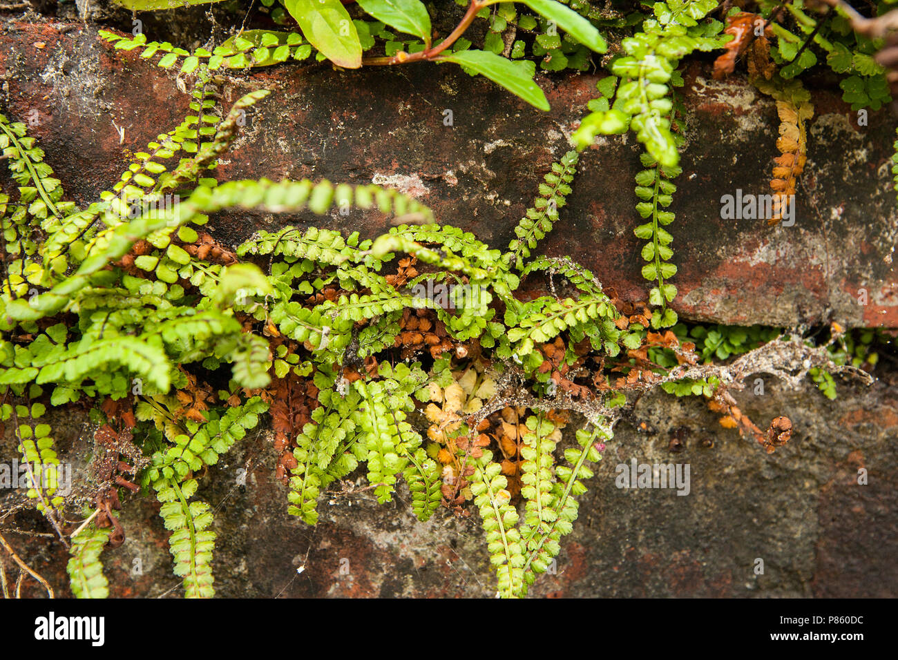 Groensteel, Green Spleenwort, Asplenium viride Foto Stock