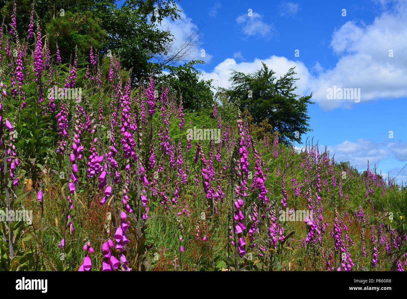 Foxgloves nel collegio di Valle, Northumberland Foto Stock