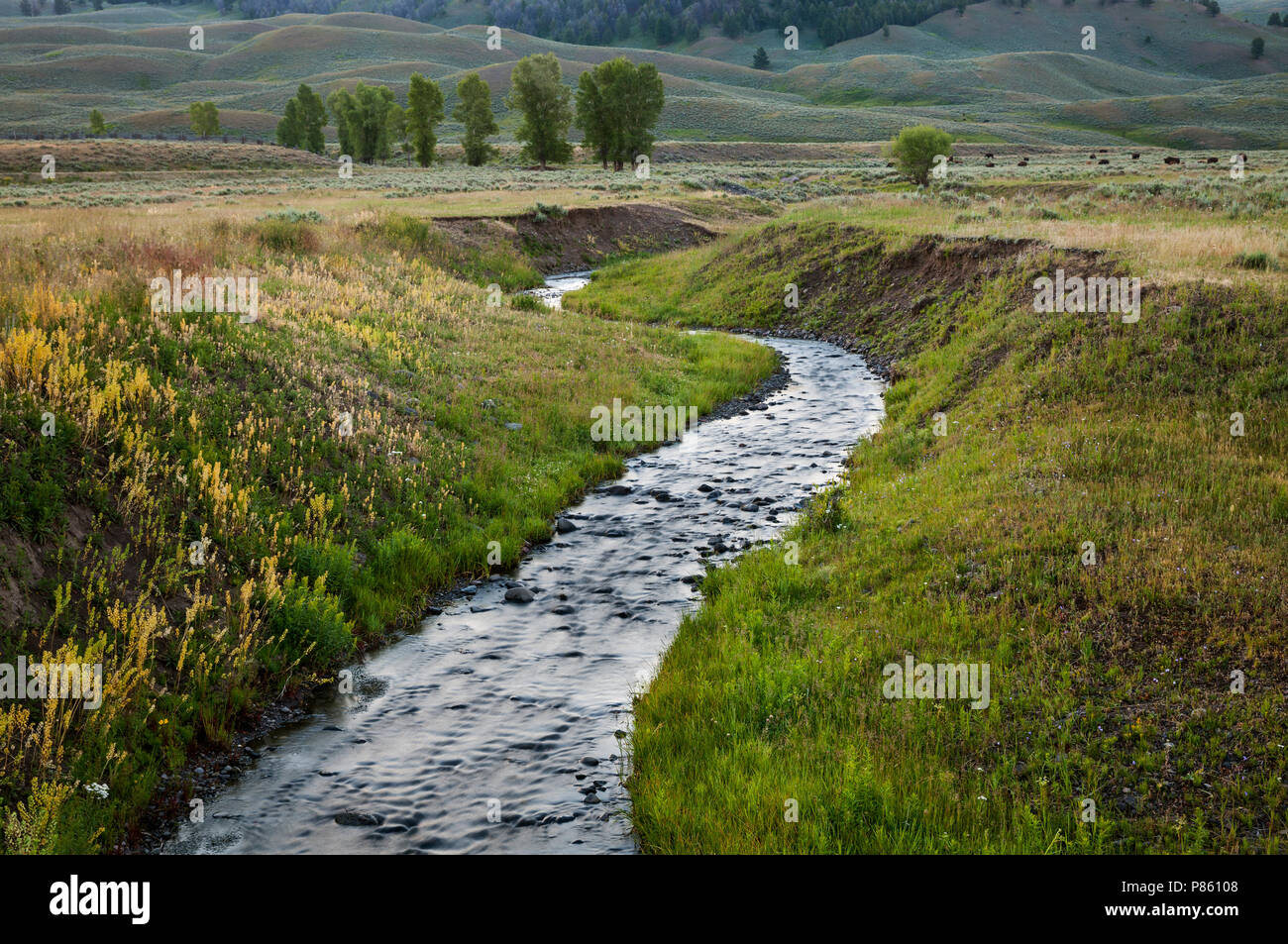 WY02796-00...WYOMING - Creek in Lamar Valle del Parco Nazionale di Yellowstone. Foto Stock