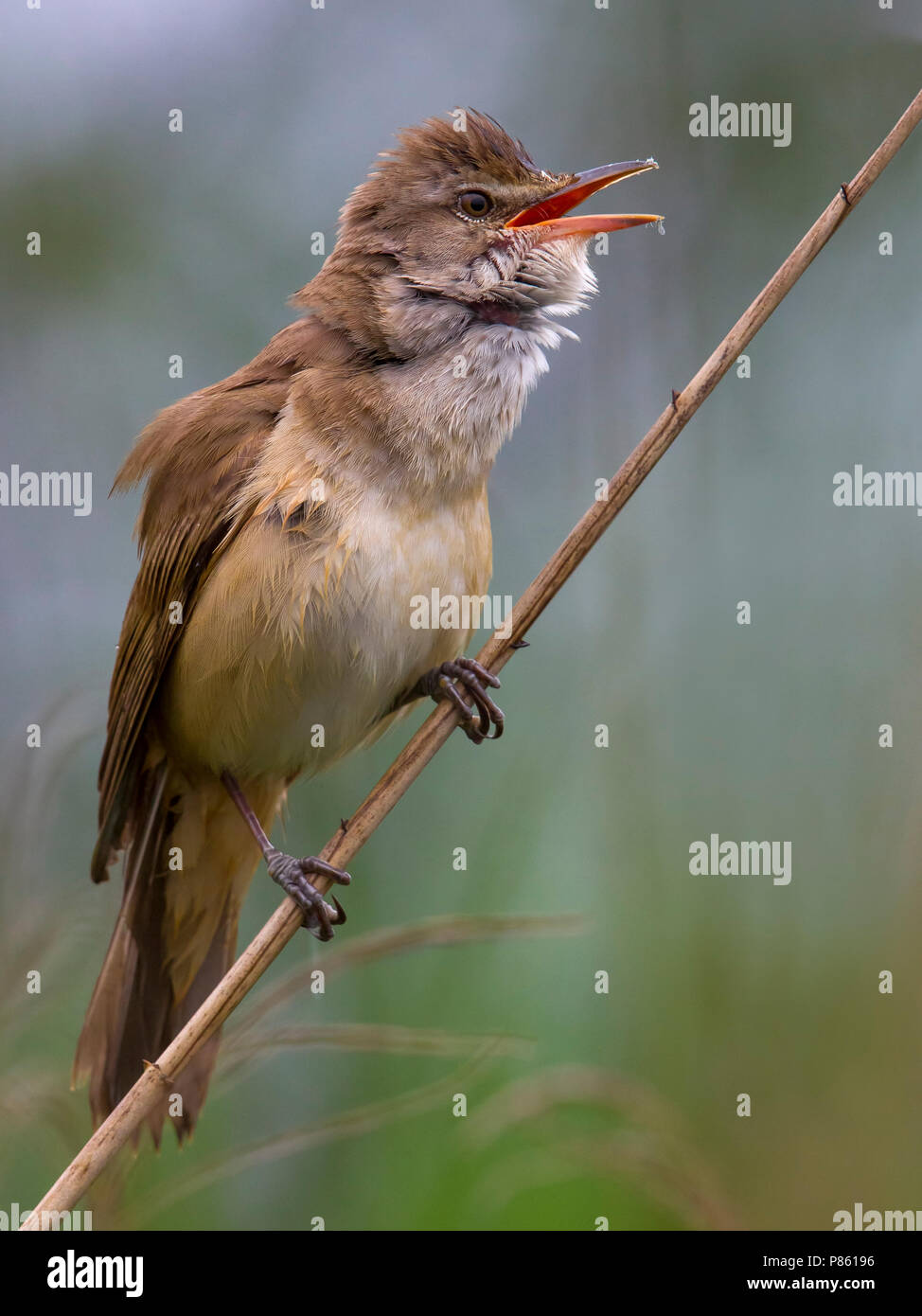 Cannareccione; grande Reed trillo; Acrocephalus arundinaceus Foto Stock