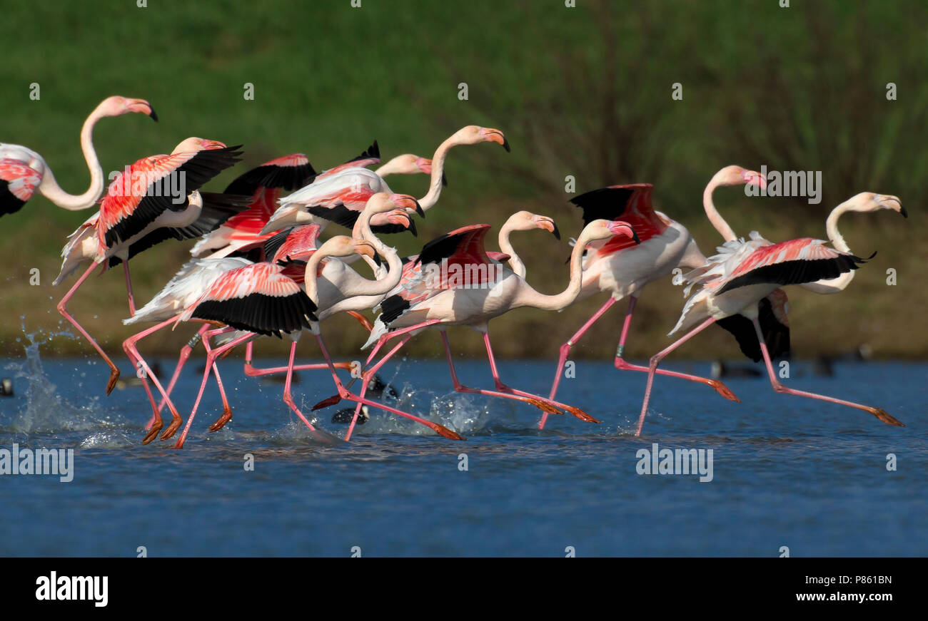 Fenicottero; fenicottero maggiore; Phoenicopterus roseus Foto Stock