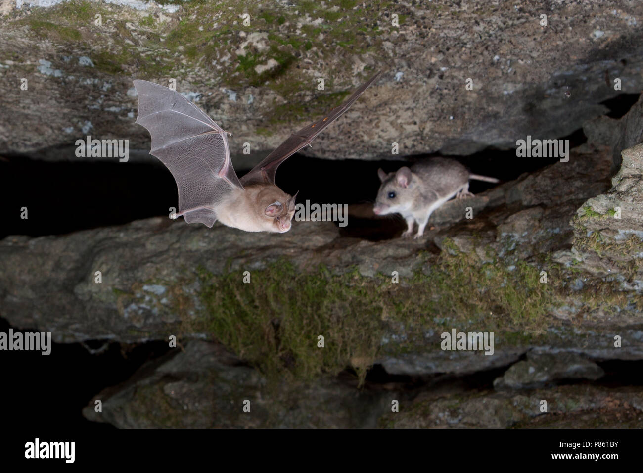 Grote Hoefijzerneus incontrato Brandmuis, maggiore Horseshoe Bat lasciando grotta con strisce campo Mouse Foto Stock