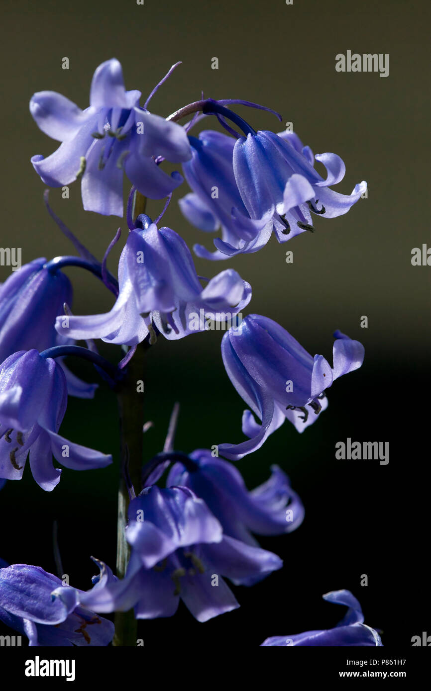 Close-up van bloeiende Boshyacint, Close up della fioritura Bluebell comune Foto Stock