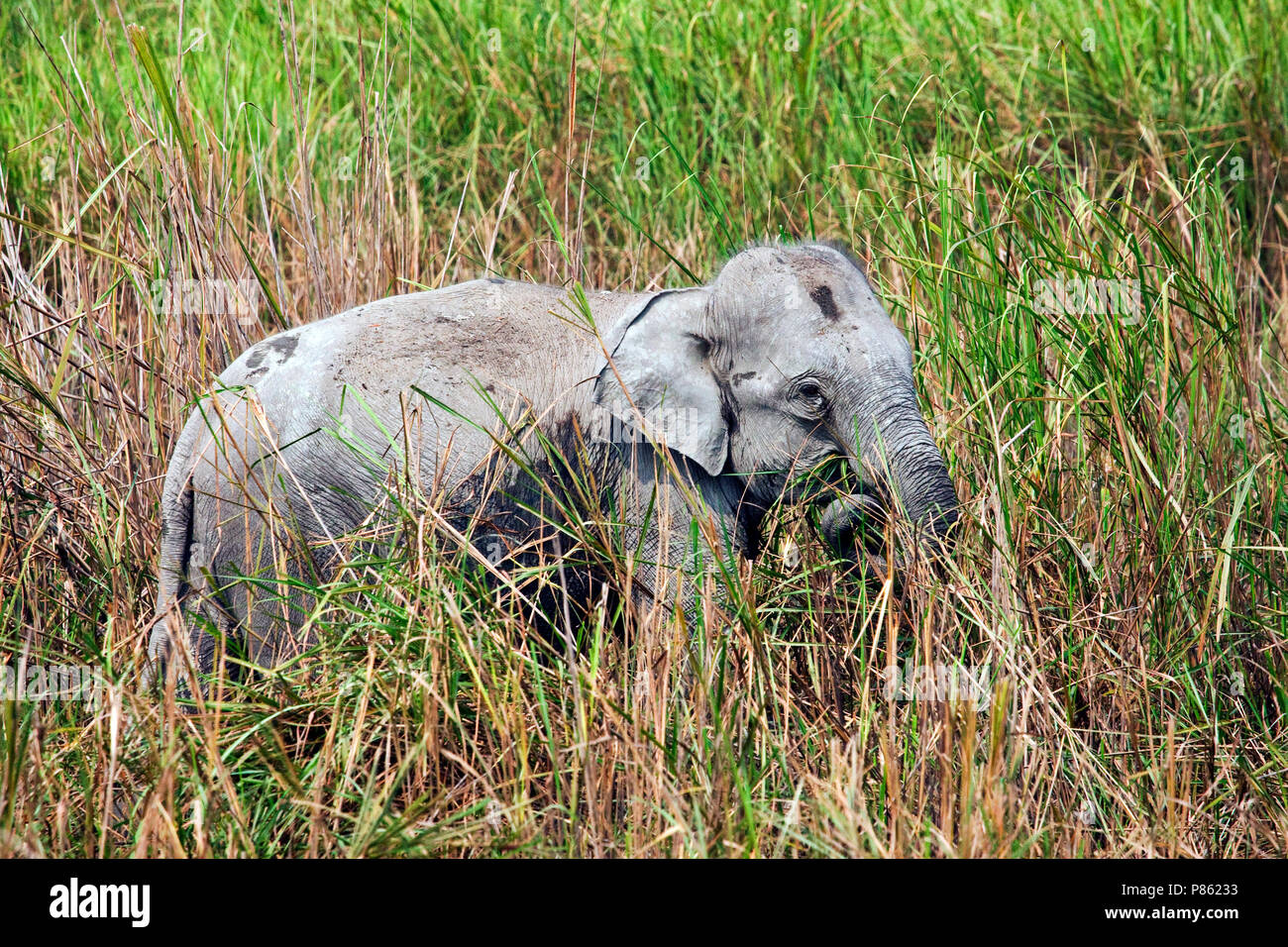 Elefante asiatico (lEephas maximus) presso il parco nazionale di Kaziranga, Assam, India Foto Stock