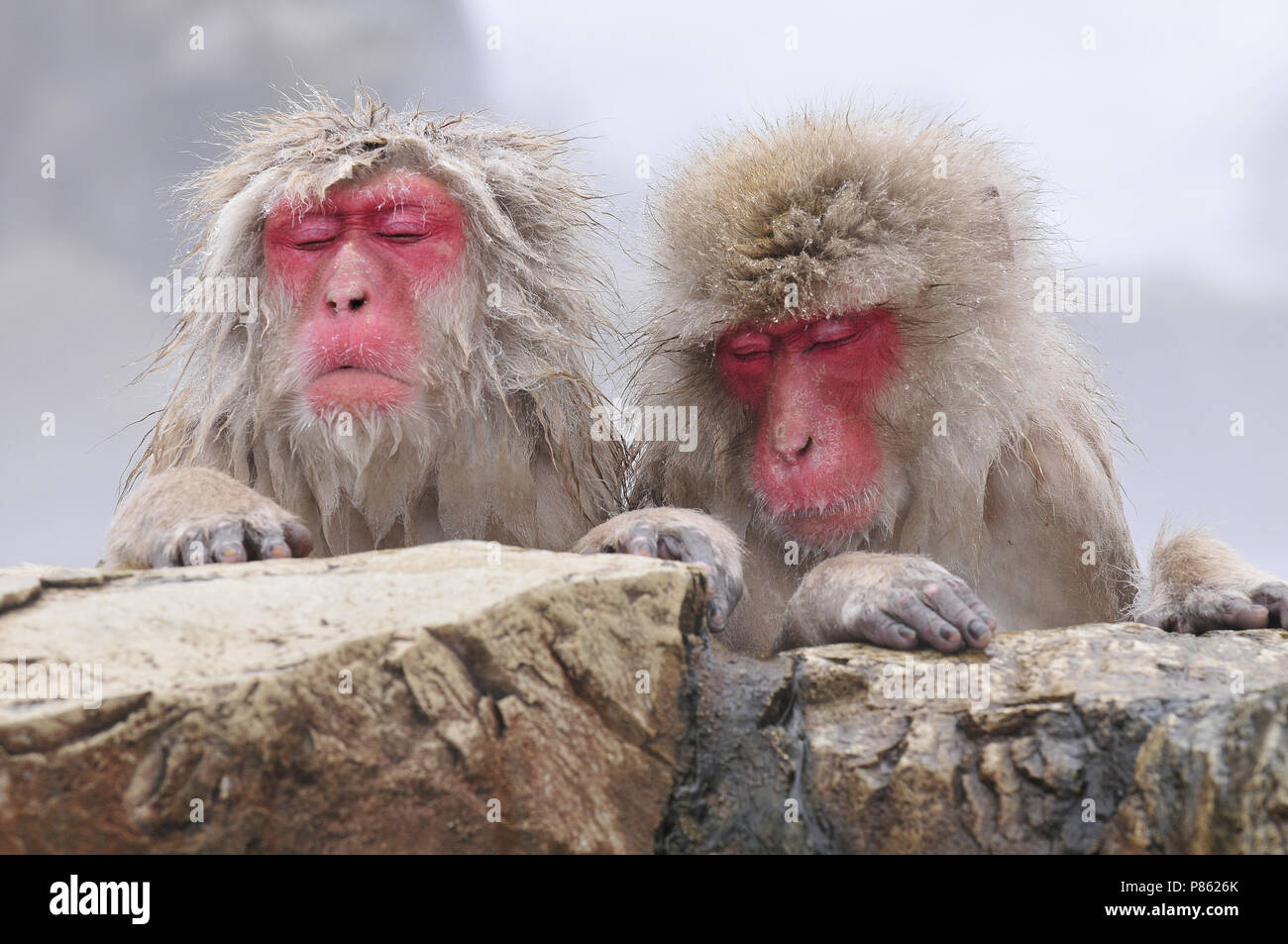 Giapponesi scimmia di neve nel selvaggio in Giappone durante il periodo invernale. Foto Stock