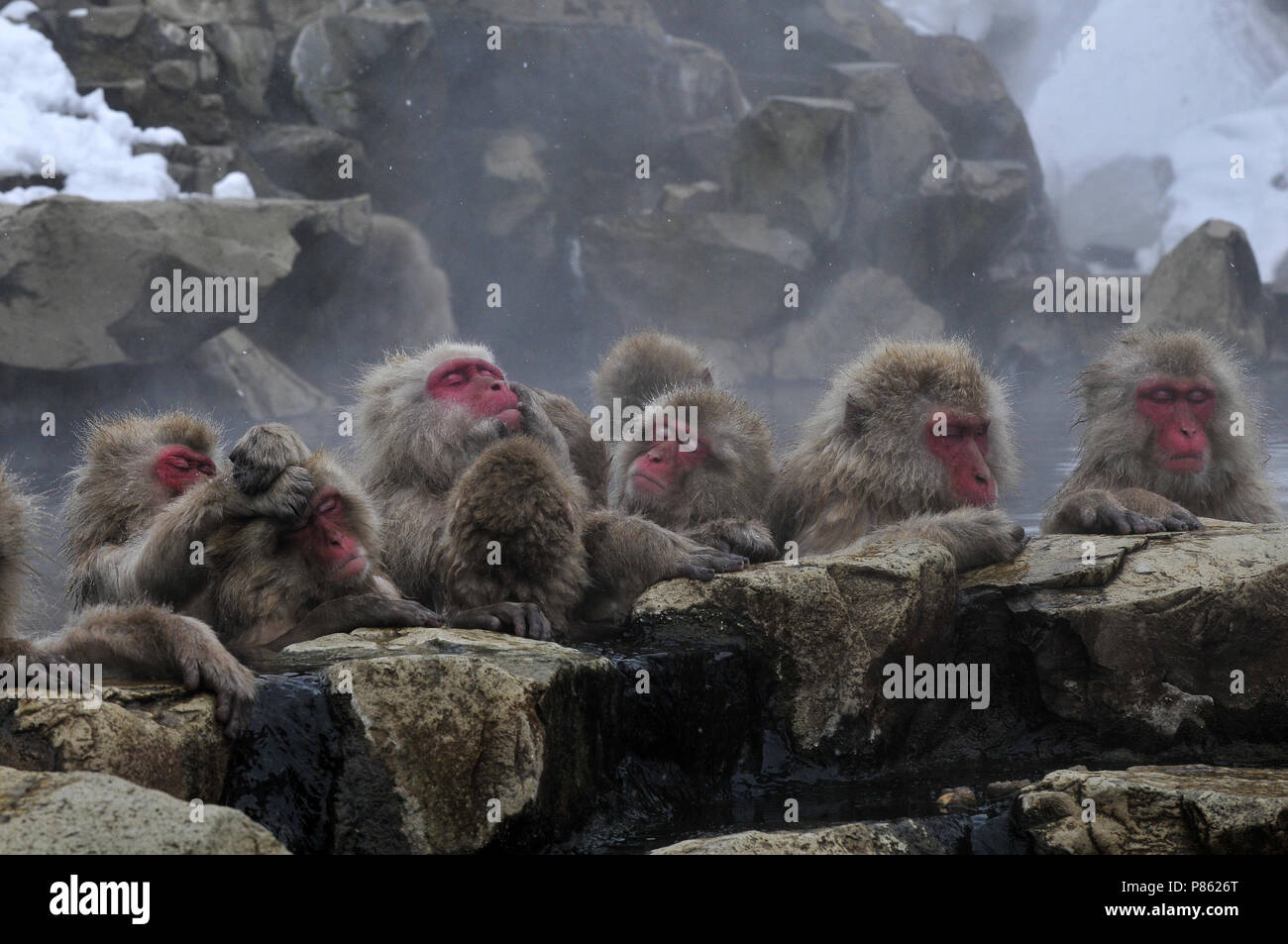 Giapponesi scimmia di neve nel selvaggio in Giappone durante il periodo invernale. Foto Stock