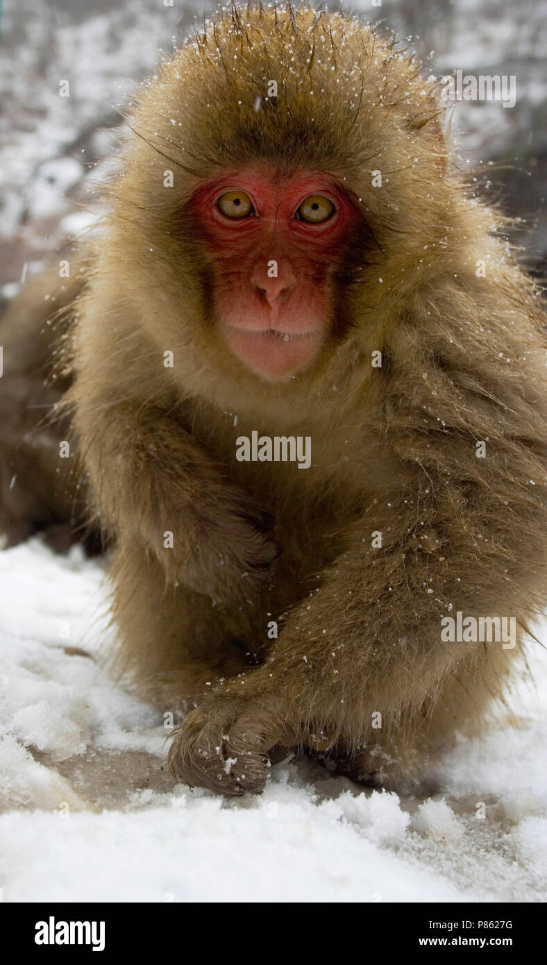 Macaque giapponese immaturo rovistando nella neve; giapponesi onvolwassen Makaak fouragerend in de sneeuw Foto Stock