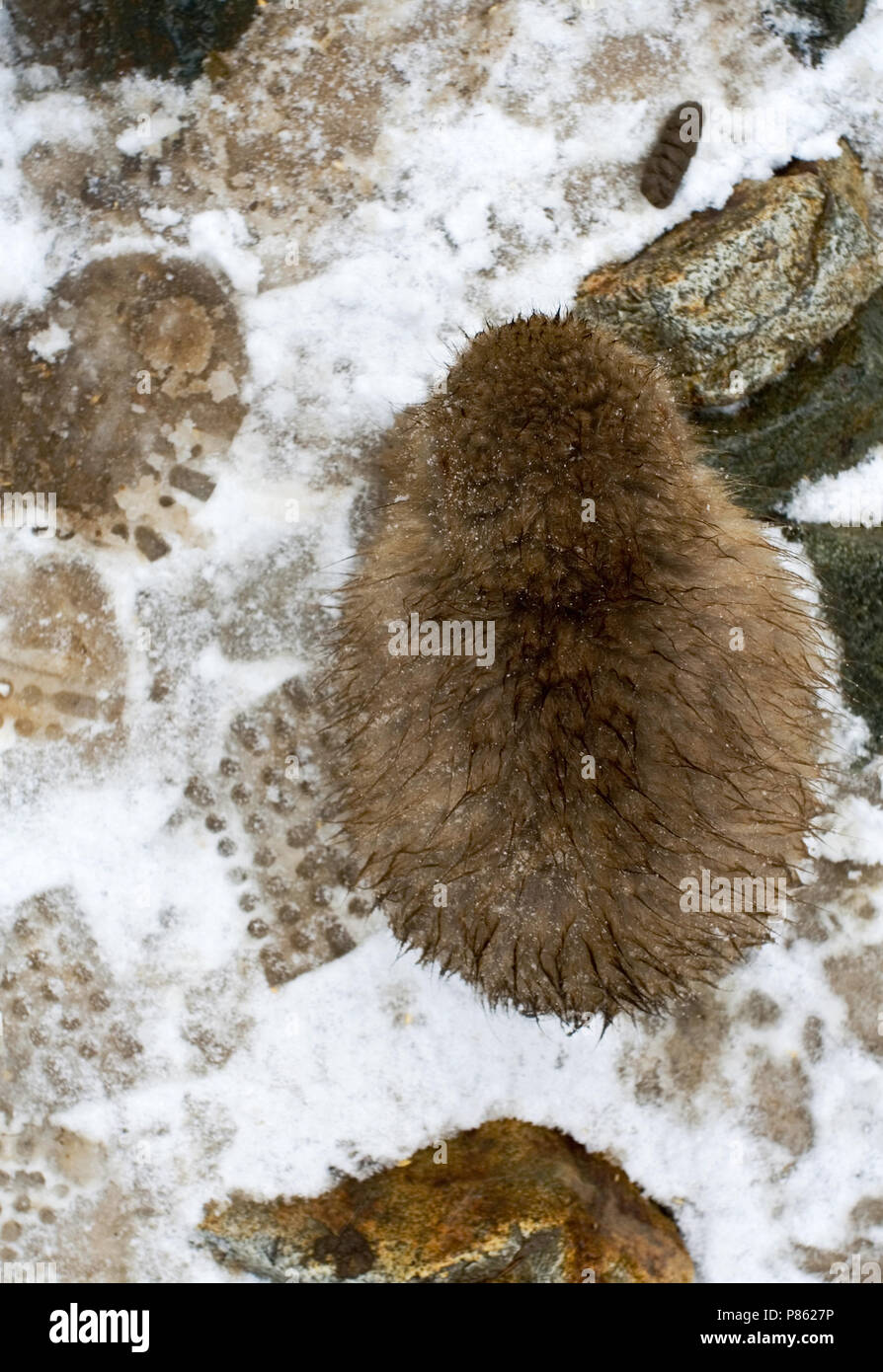 Macaque giapponese immaturo rovistando nella neve; giapponesi onvolwassen Makaak fouragerend in de sneeuw Foto Stock