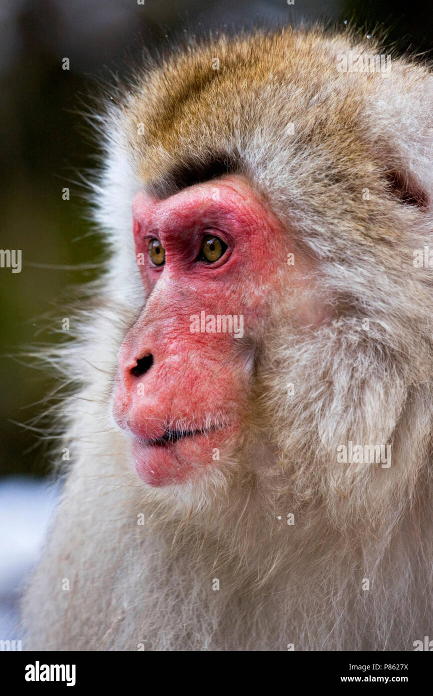 Makaak giapponesi in warmwaterbron; Macaque giapponese in hotspring Foto Stock