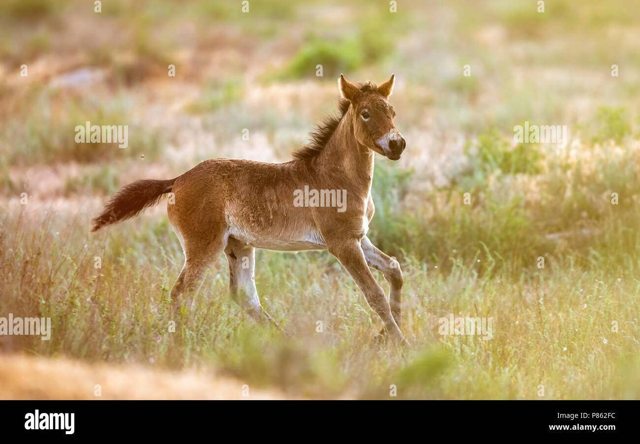 Immaturo maschio cavallo kazako in esecuzione nella steppa kazaka, Kazakistan. Maggio 2017. Foto Stock