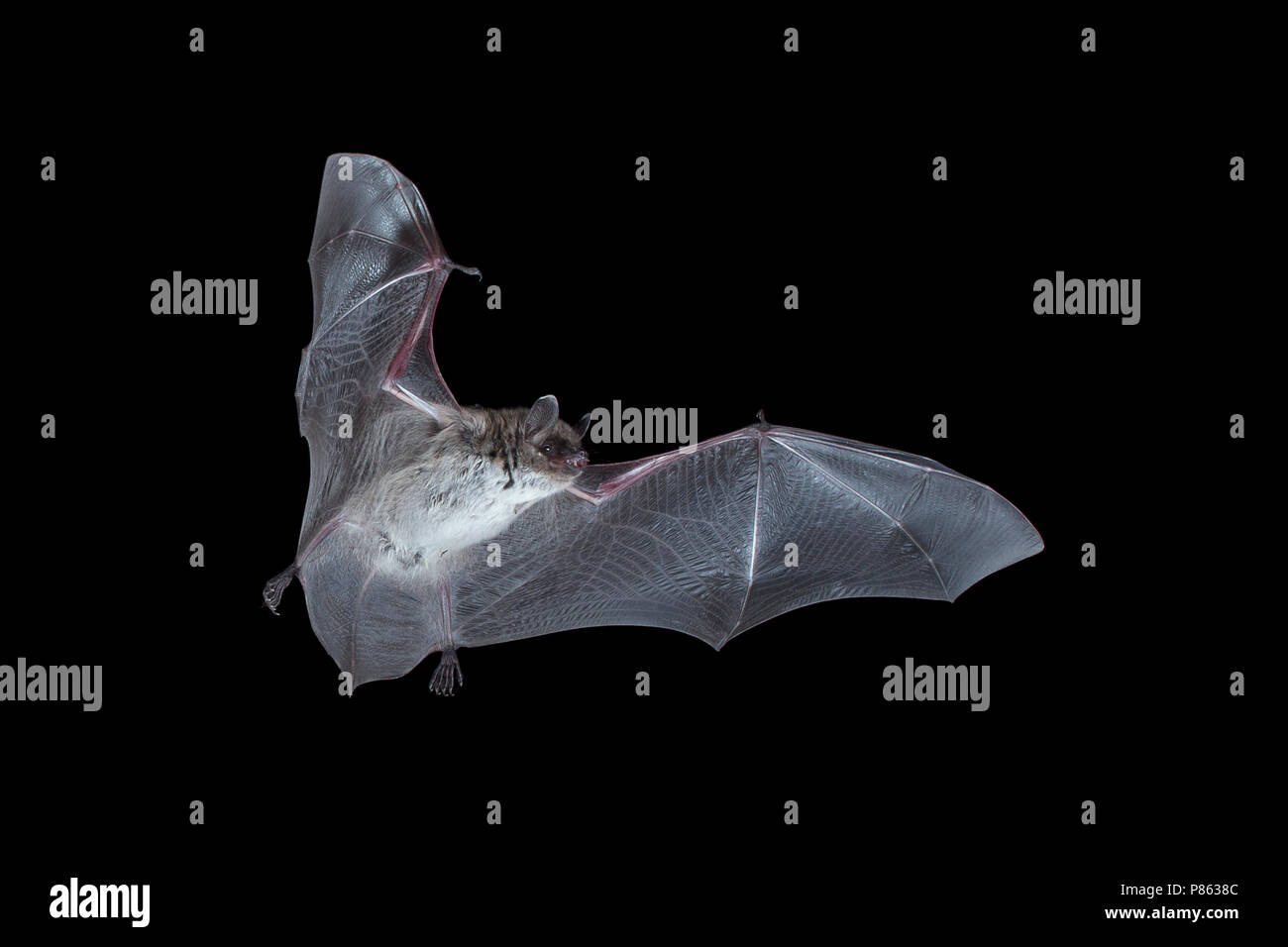 Meervleermuis, Pond bat Myotis dasycneme Foto Stock