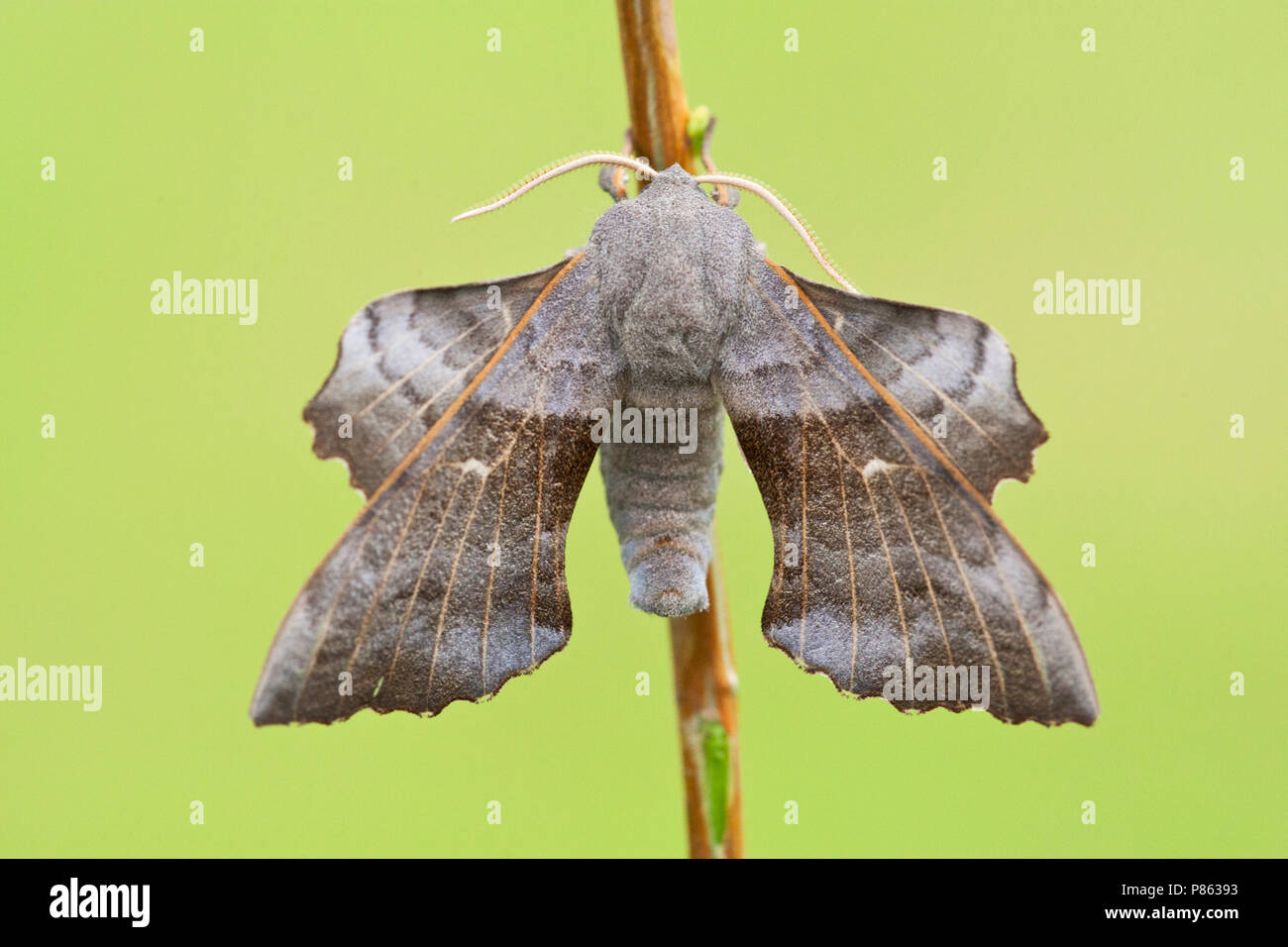 Populierenpijlstaart, pioppo Hawk-moth, Laothoe populi Foto Stock