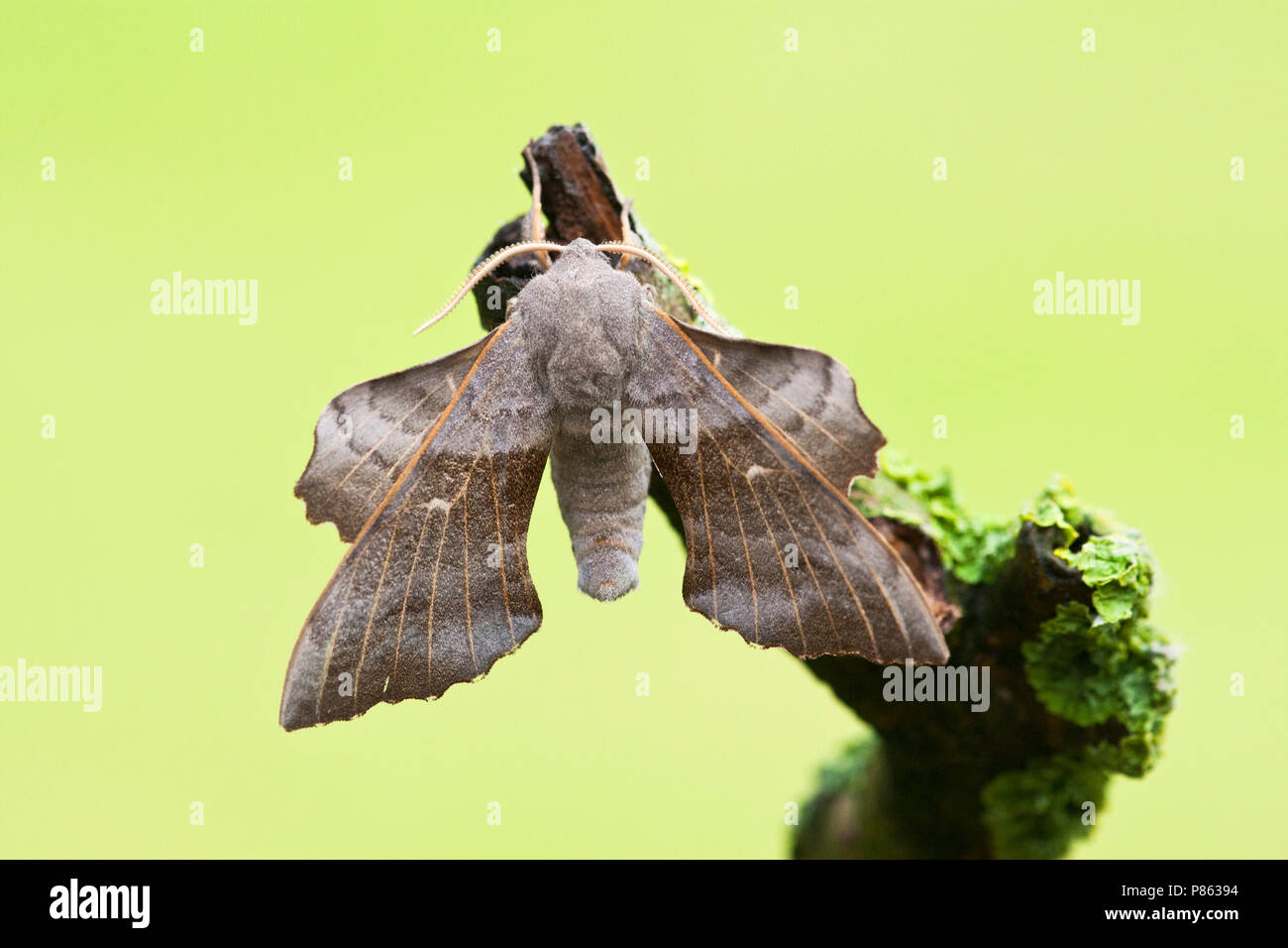 Populierenpijlstaart, pioppo Hawk-moth, Laothoe populi Foto Stock