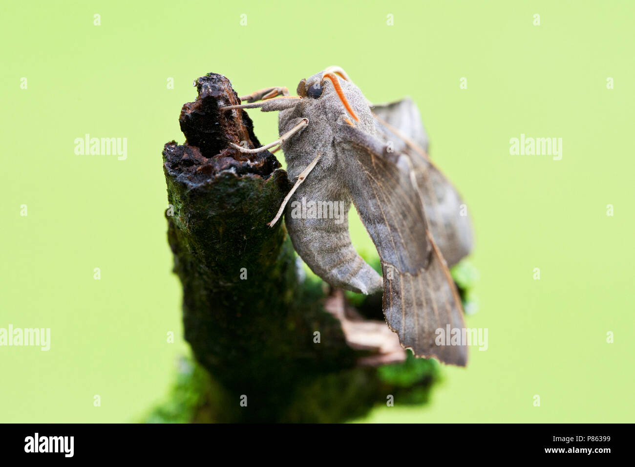 Populierenpijlstaart, pioppo Hawk-moth, Laothoe populi Foto Stock