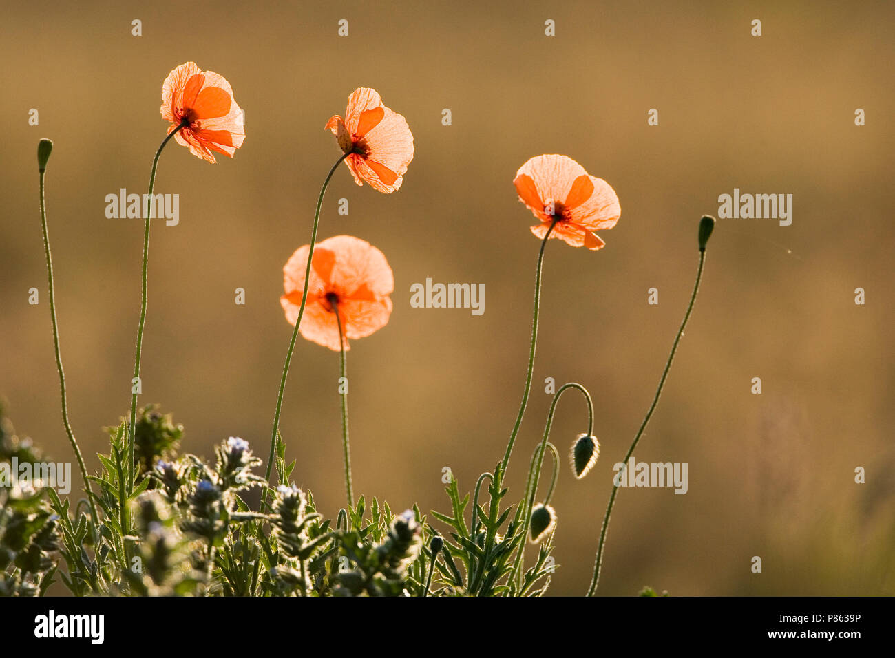 Klaproos bloeiend, fioritura di papavero Foto Stock
