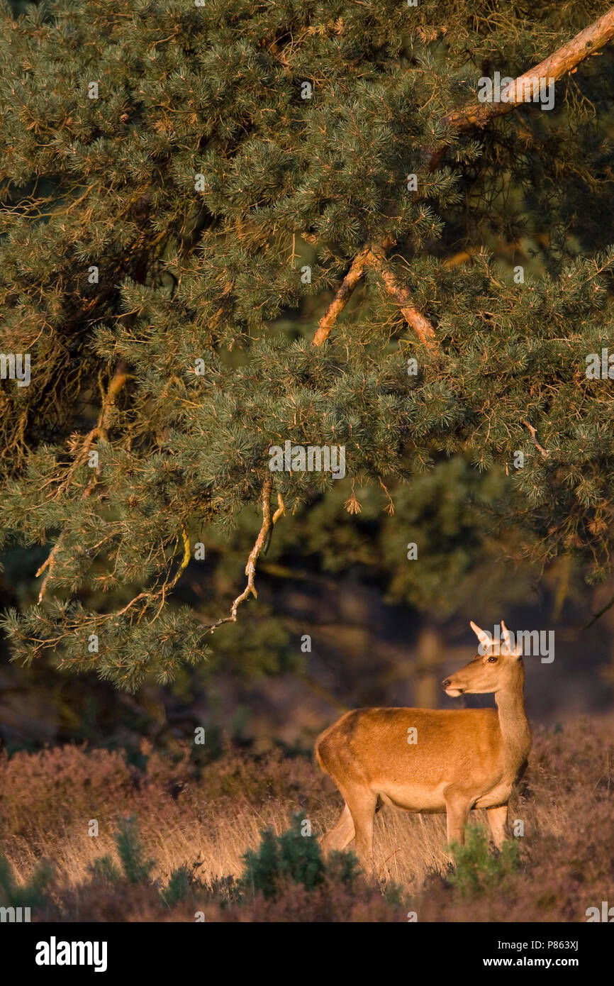 Edelhert; cervo rosso Foto Stock