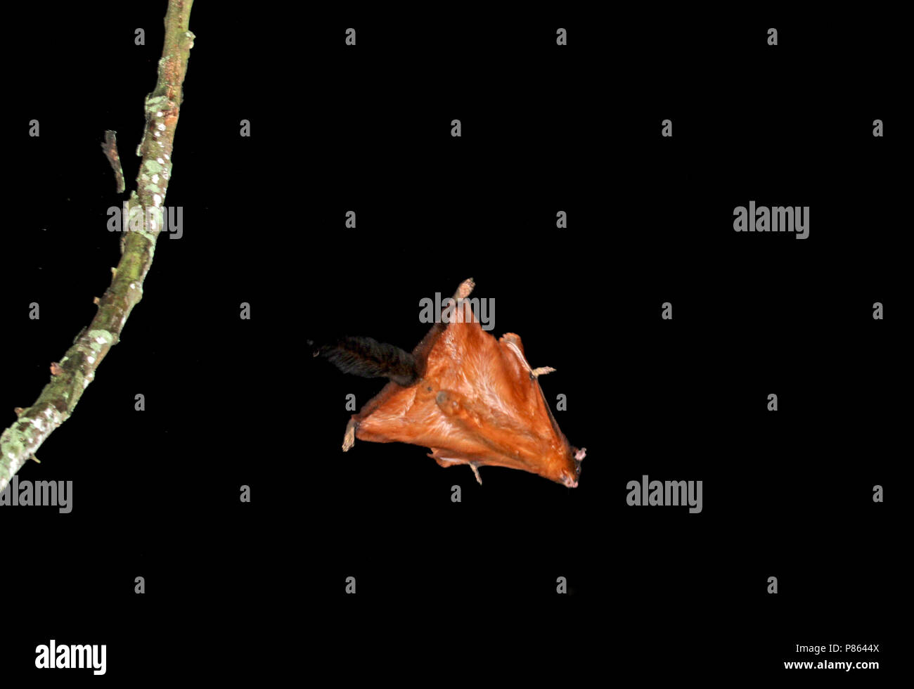 Vliegende Tagoean, gigante rosso scoiattolo battenti in volo Foto Stock