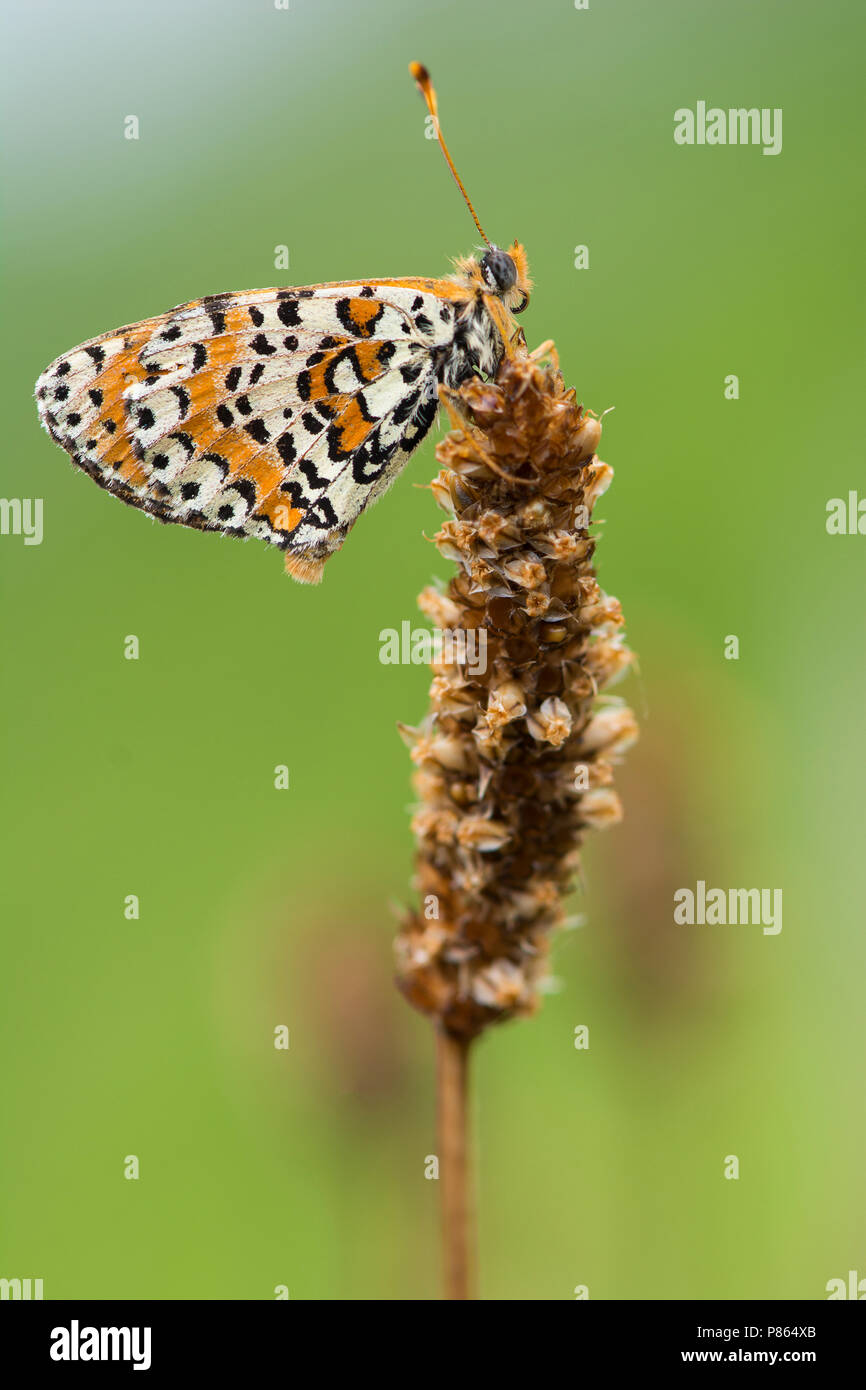 Rustende tweekleurige parelmoervlinder / appoggio Fritillary maculato Foto Stock