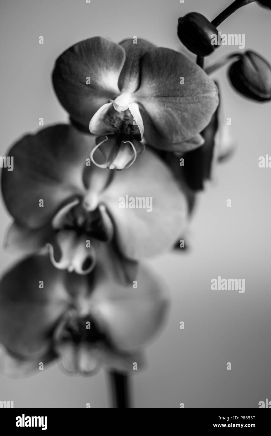 Incentrato su uno di un trio di fiori di orchidea in bianco e nero Foto Stock