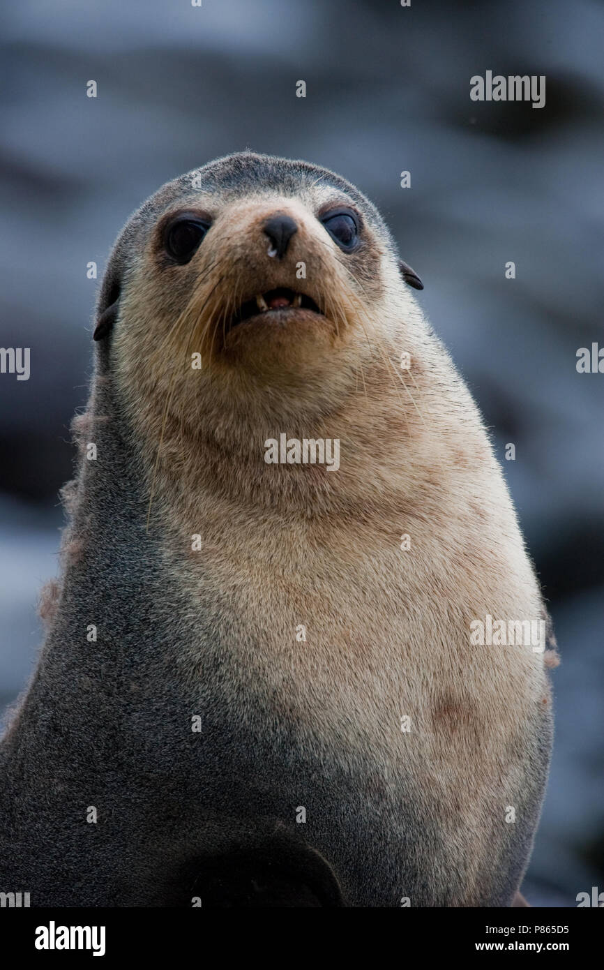 Closeup van een Subantarctische zeebeer, Close up di un sub antartiche pelliccia sigillo Foto Stock