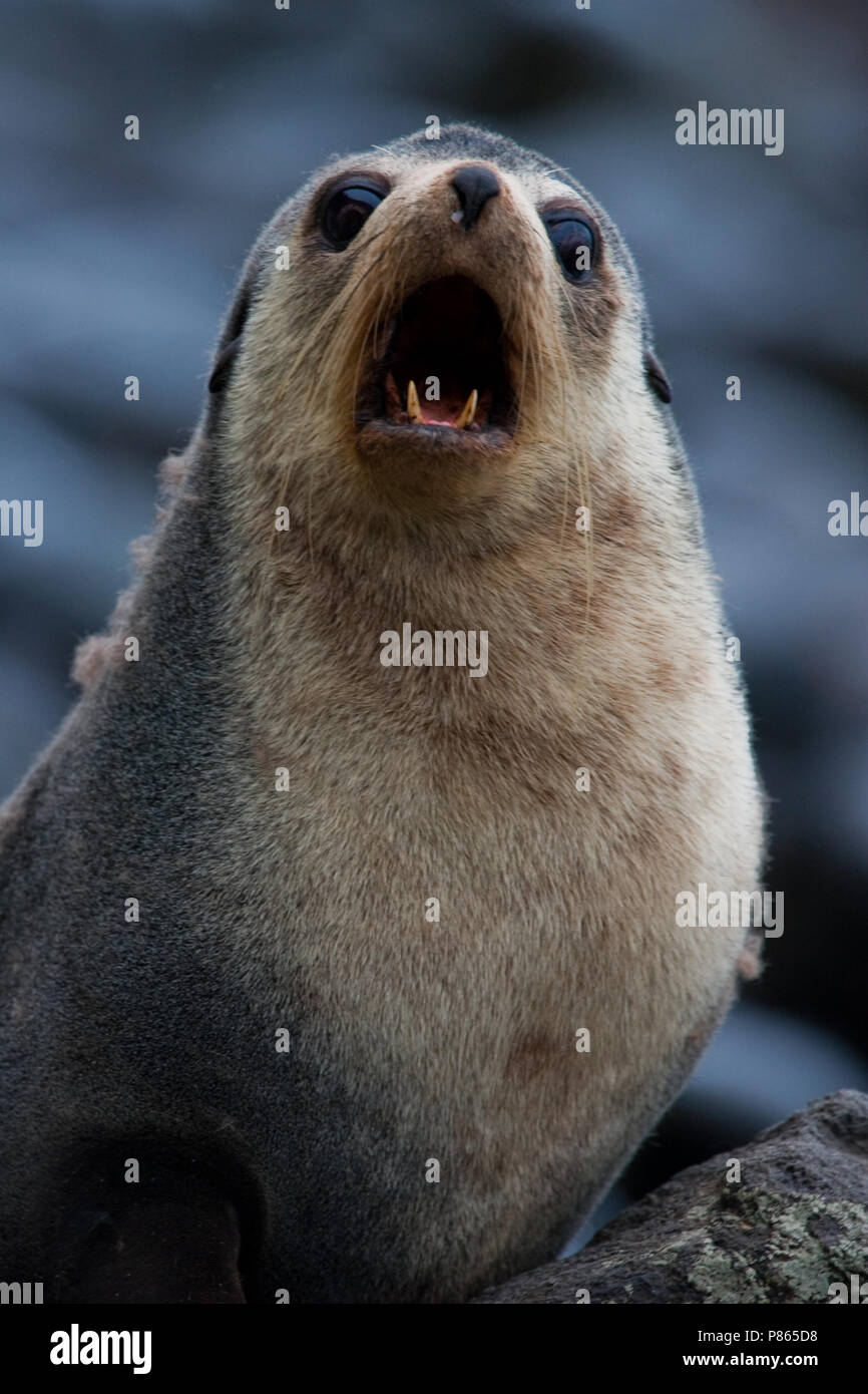 Closeup van een Subantarctische zeebeer, Close up di un sub antartiche pelliccia sigillo Foto Stock