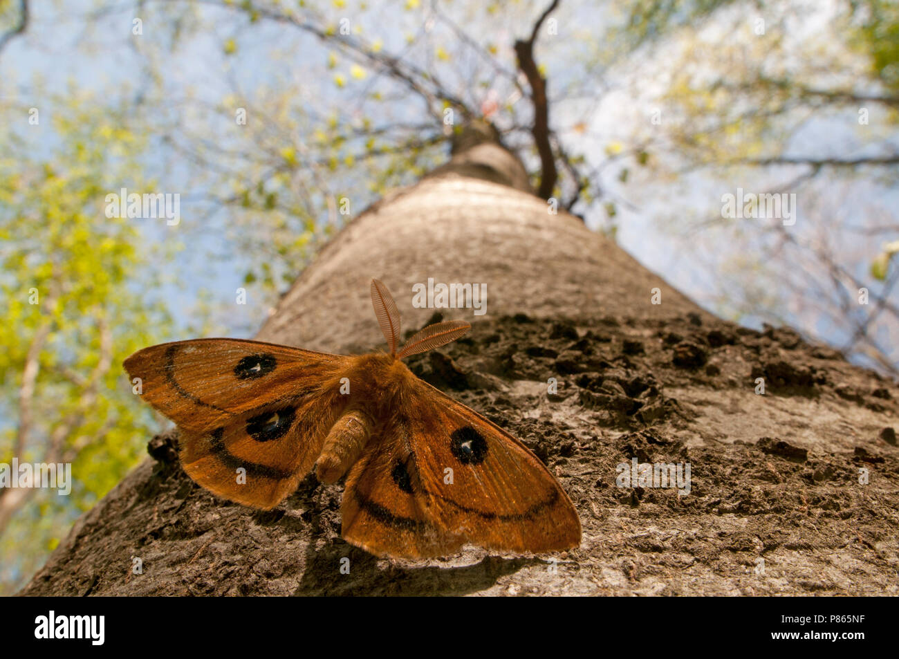 Mannetje Tauvlinder op boomstam, Maschio Imperatore Tau su albero trunck Foto Stock