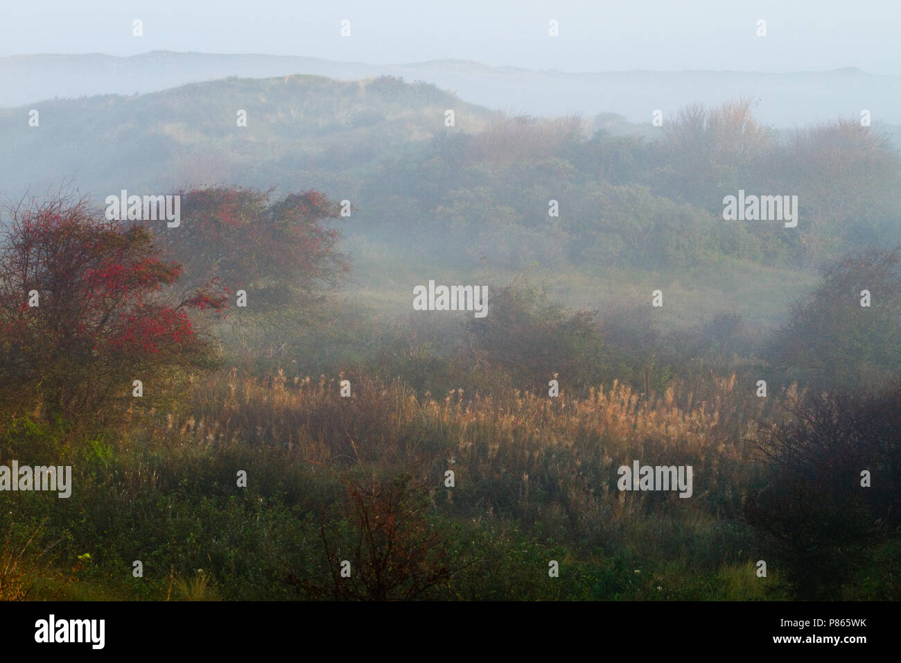 Vroege ochtend op Texel; la mattina presto su Texel Foto Stock