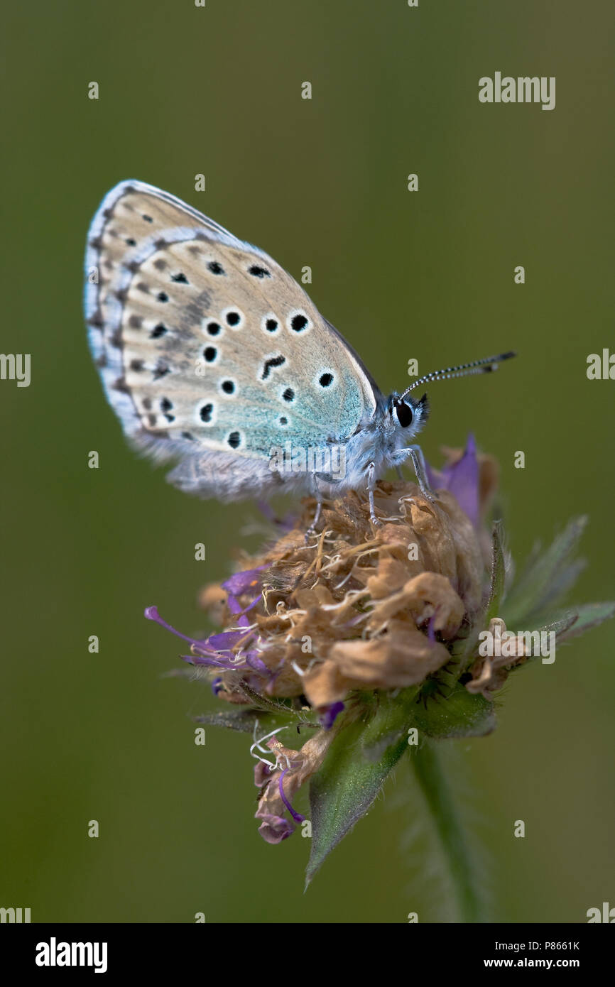 Tijmblauwtje; grande blu Foto Stock