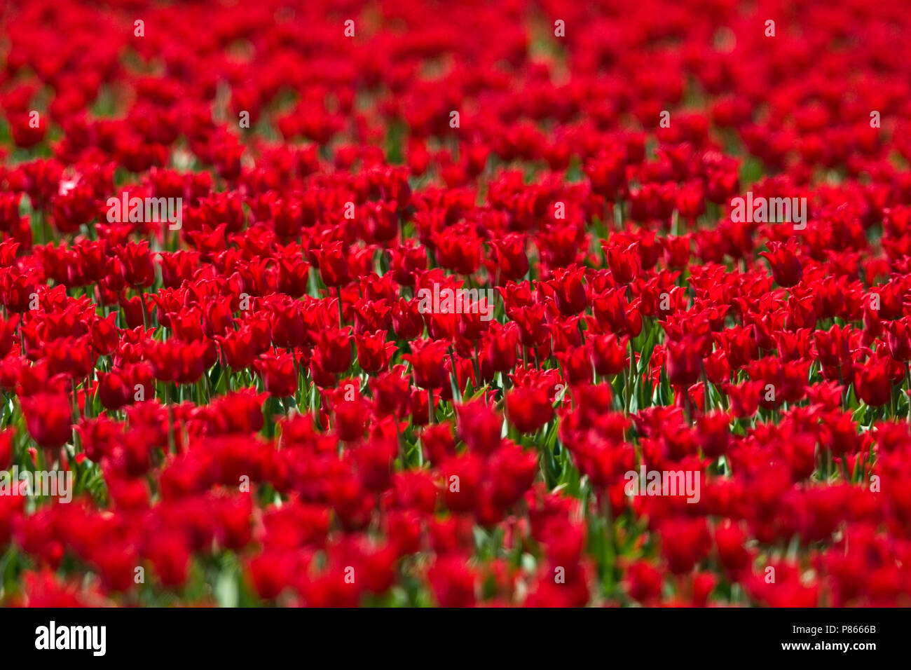 Tulpen Bloeiende Nederland, fioritura tulipani Paesi Bassi Foto Stock