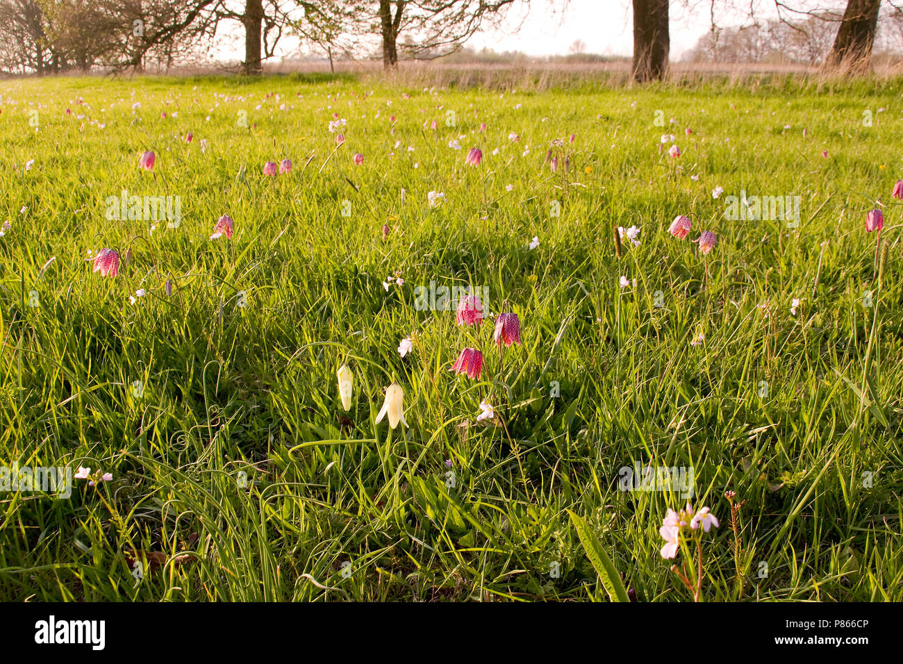 In Kievitsbloem Vecht en Zwarte acqua; Snake Head Fritillary in Vecht en Zwarte acqua Foto Stock