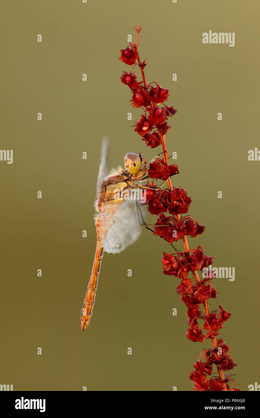 Steenrode heidelibel zittend op zuring; Vagrant darter seduti sul dock; Foto Stock