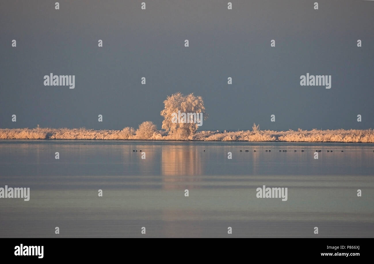 Natura immagine di stock di olandese paesaggio invernale Foto Stock