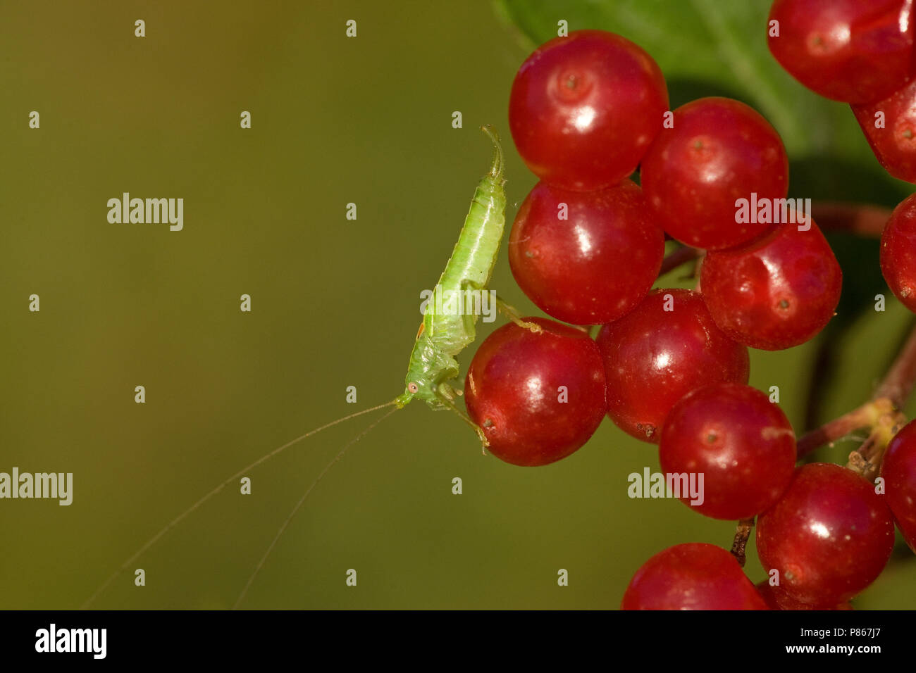 Zuidelijke boomsprinkhaan op Gelderse roos bessen Nederland, Rovere meridionale Bush-cricket a viburno-rose bacche Paesi Bassi Foto Stock