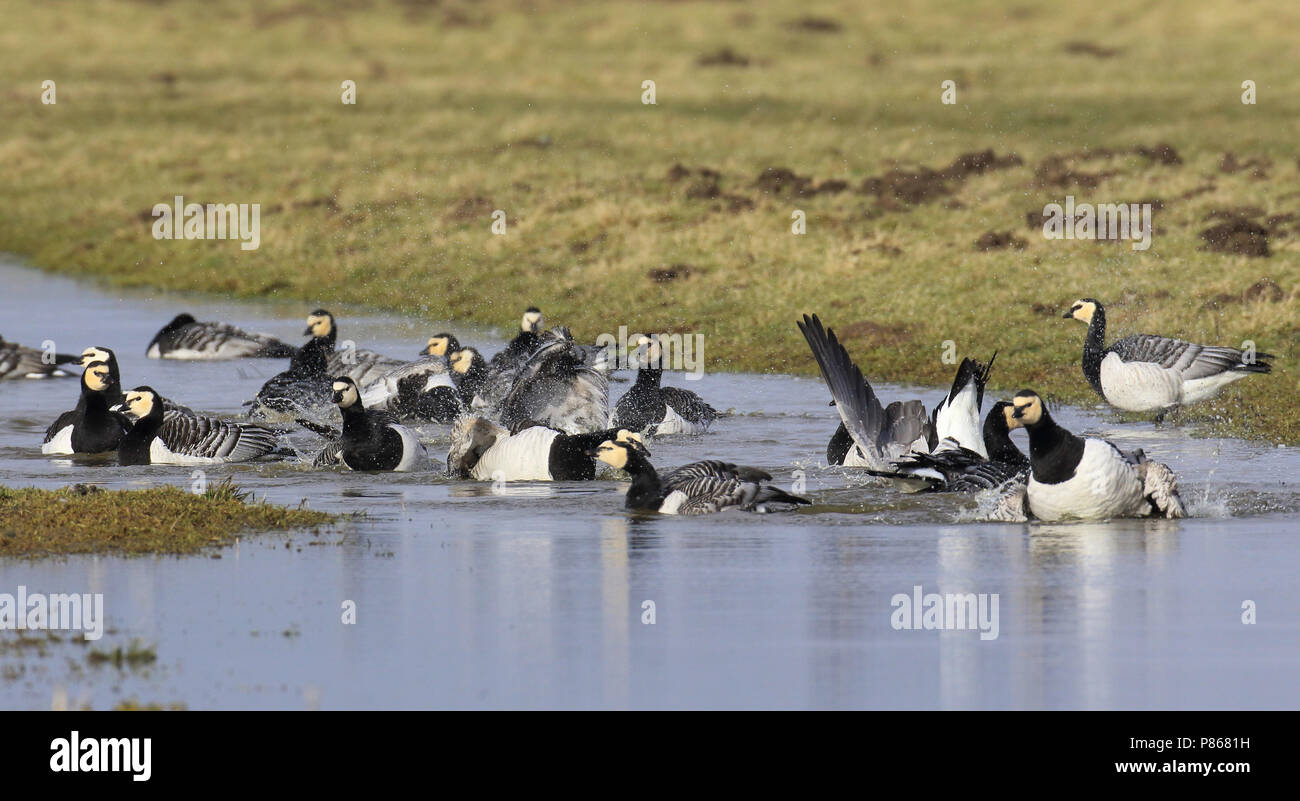 Stormo di Oche facciabianca (Branta leucopsis) bading nel canale attraverso Prato olandese in Oude Land van Strijen, Paesi Bassi Foto Stock