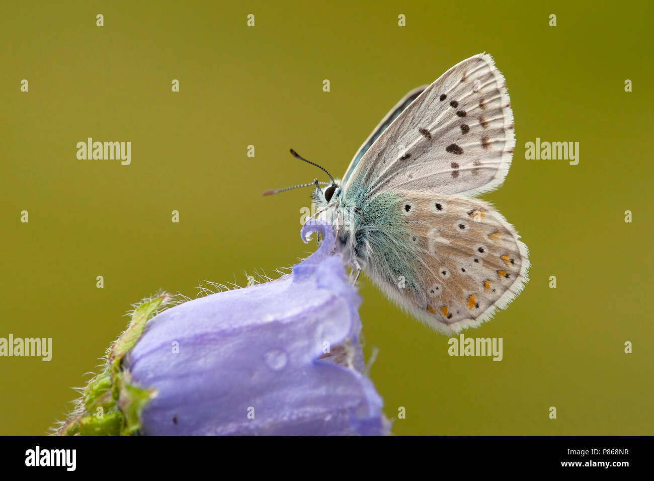 Bleek blauwtje / Chalk Hill (blu Polyommatus coridon) Foto Stock