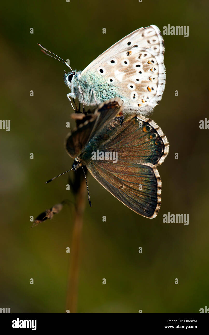 Bleek blauwtje / Chalk Hill (blu Polyommatus coridon) Foto Stock