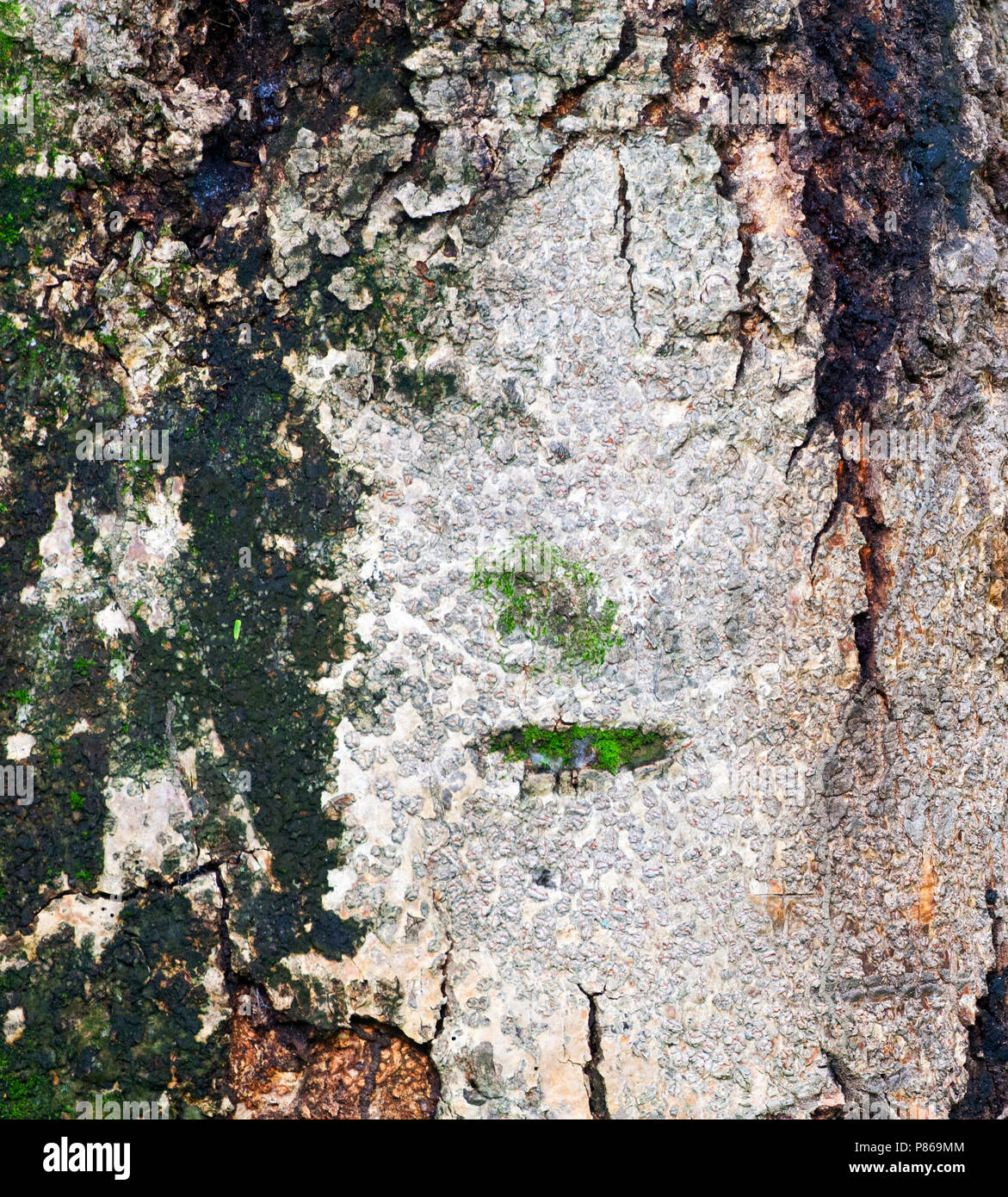 Boomschors incontrato mos; Treetrunk con moss; Minca, Colombia Foto Stock