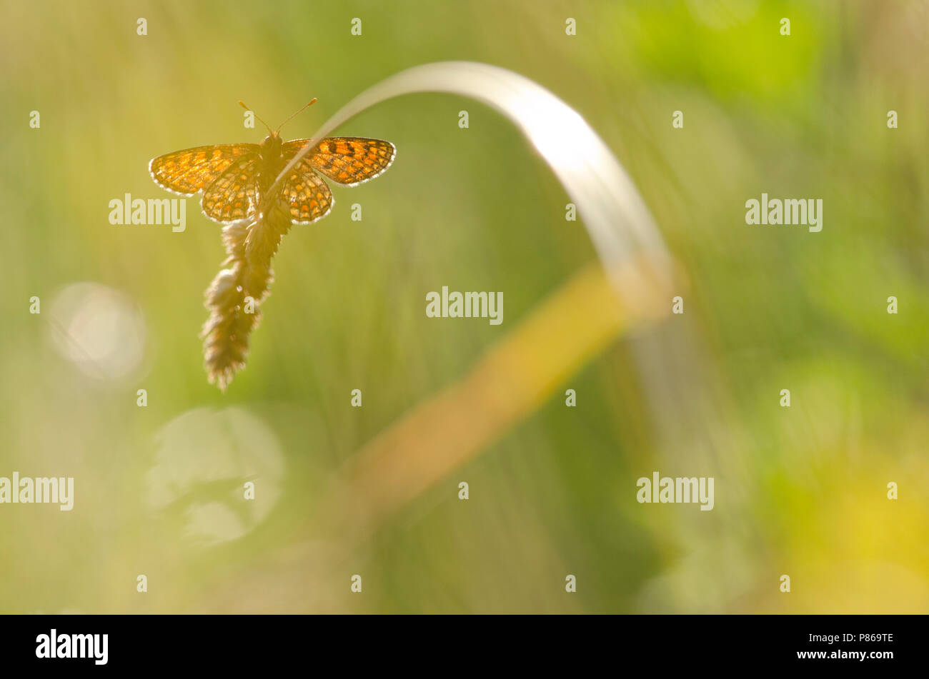 Bosparelmoervlinder / Heath Fritillary (Melitaea athalia) Foto Stock